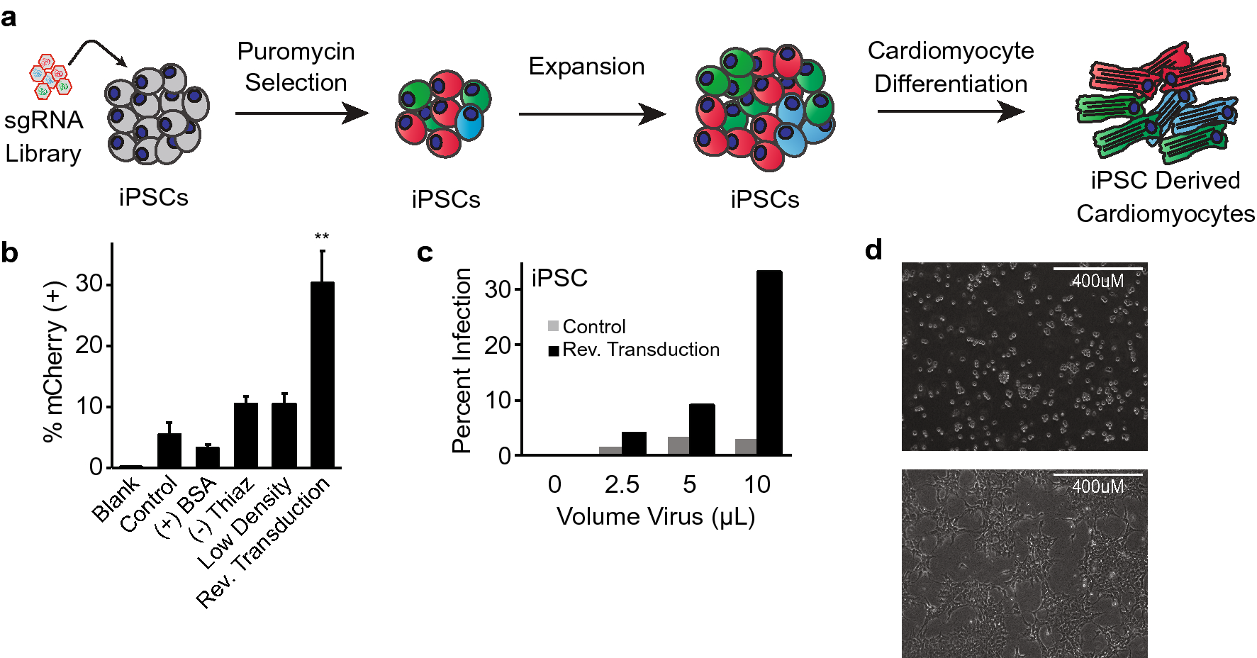 Genome Wide Crispr Cas9 Screening In Human Ips Derived Cardiomyocytes Uncovers Novel Mediators Of Doxorubicin Cardiotoxicity Scientific Reports