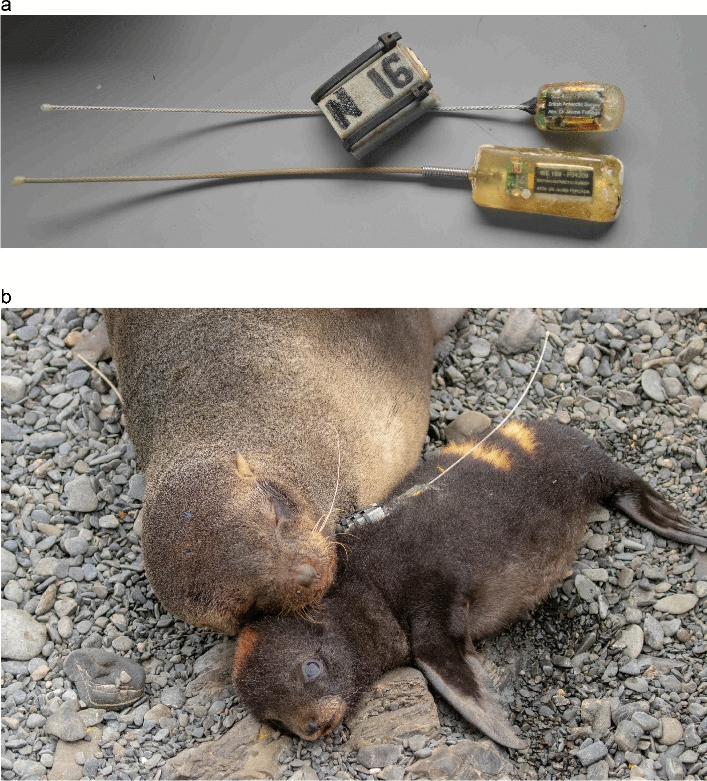 Movement patterns and activity levels are shaped by the neonatal environment in Antarctic fur seal pups | Scientific Reports Movement patterns and activity levels are shaped by the neonatal environment in Antarctic fur seal pups | Scientific Reports
