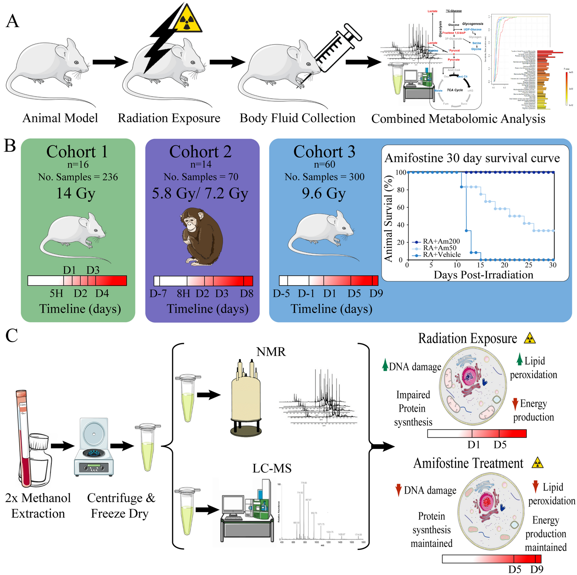 Radiation exposure induces cross-species temporal metabolic changes that  are mitigated in mice by amifostine | Scientific Reports