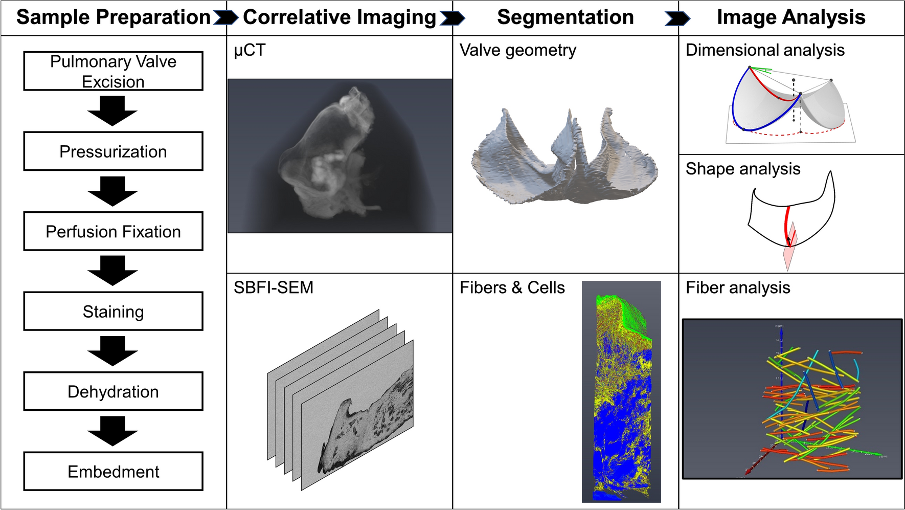 On the shape and structure of the murine pulmonary heart valve | Scientific  Reports