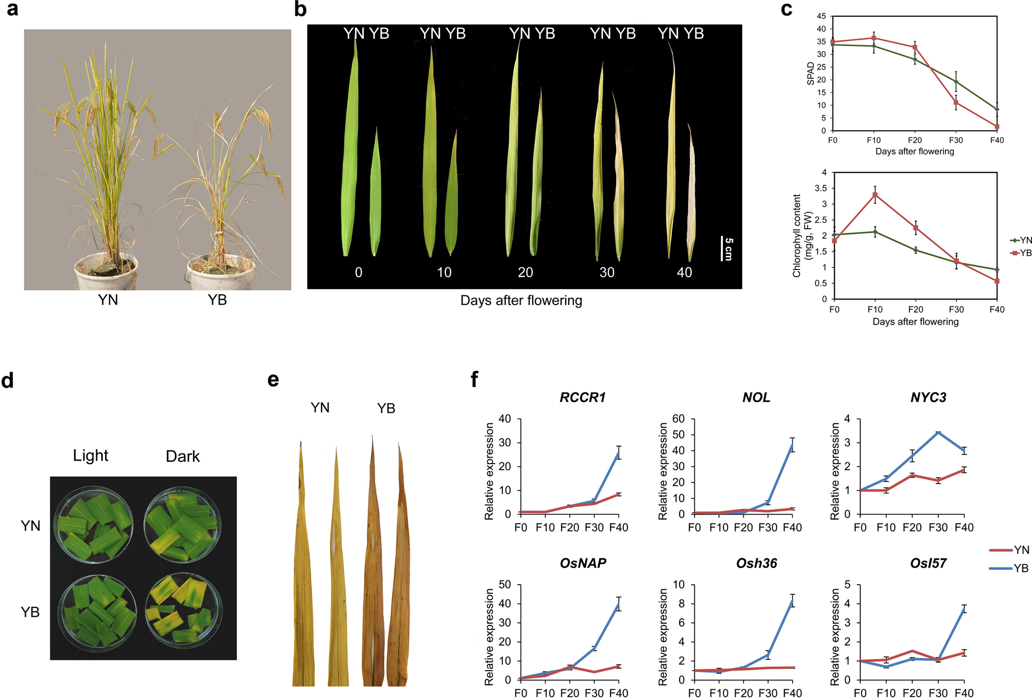 Integrated transcriptomic and metabolomic analysis provides insight into  the regulation of leaf senescence in rice | Scientific Reports