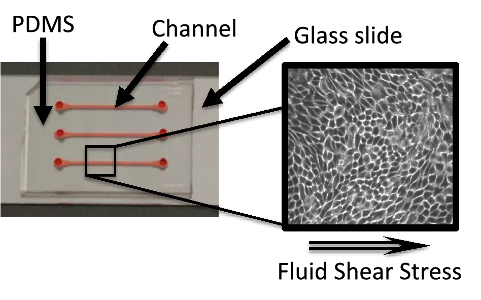 Three dimensional modeling of biologically relevant fluid shear stress in  human renal tubule cells mimics in vivo transcriptional profiles |  Scientific Reports