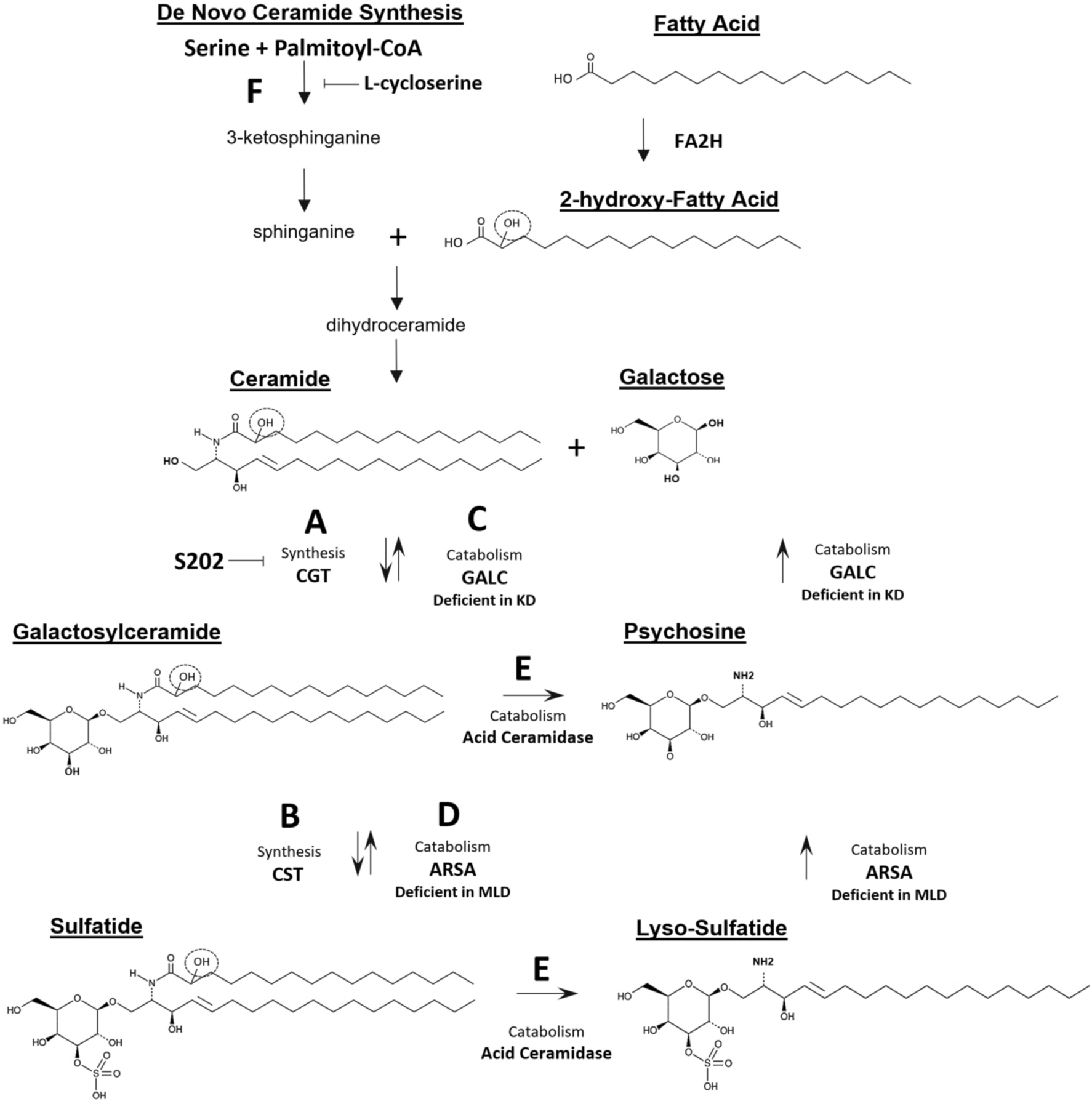 Substrate reduction therapy for Krabbe disease and metachromatic  leukodystrophy using a novel ceramide galactosyltransferase inhibitor |  Scientific Reports