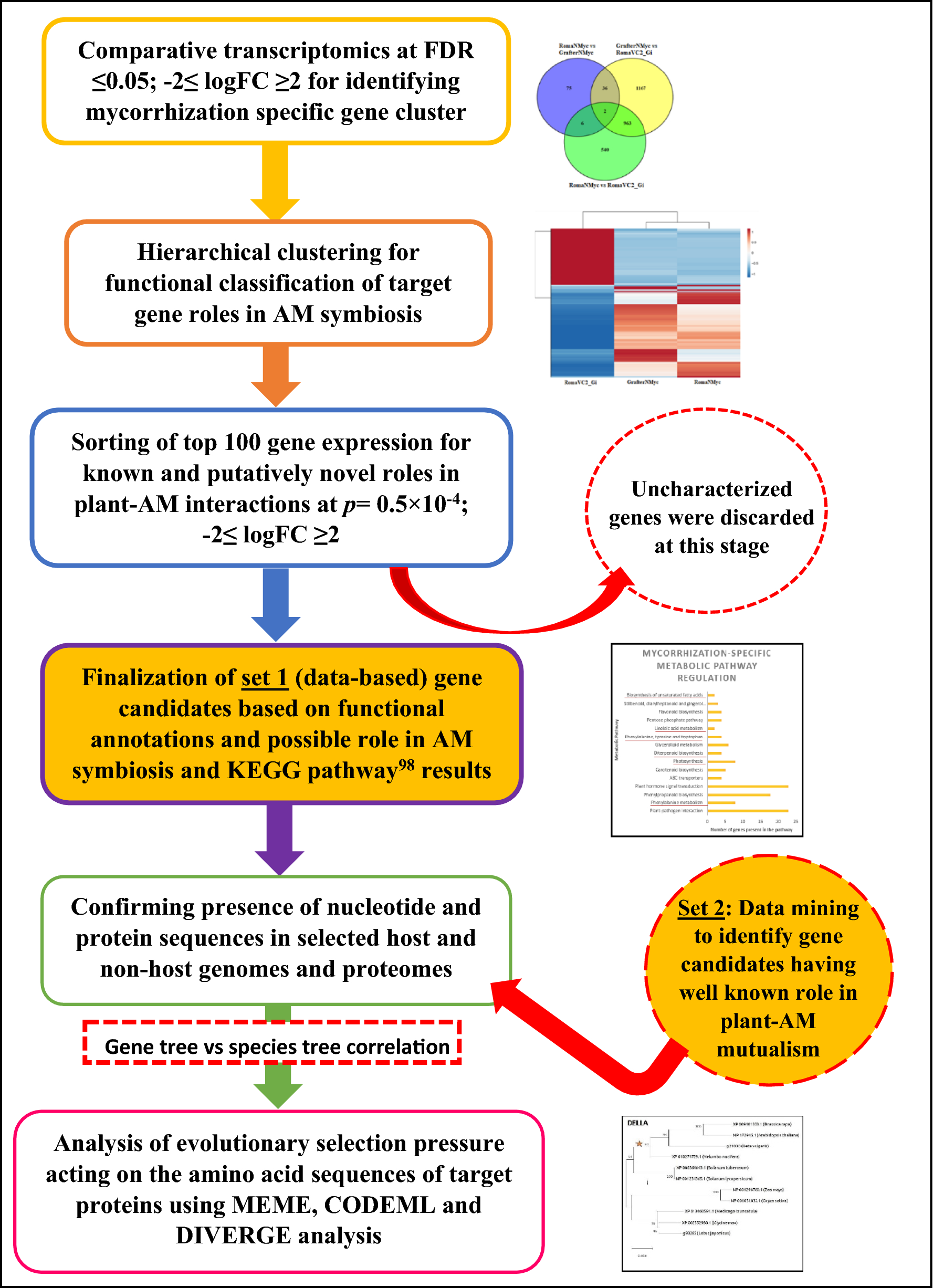 Important Innate Differences In Determining Symbiotic Responsiveness In Host And Non Hosts Of Arbuscular Mycorrhiza Scientific Reports Important Innate Differences In Determining Symbiotic Responsiveness In Host And Non Hosts Of Arbuscular Mycorrhiza Scientific Reports