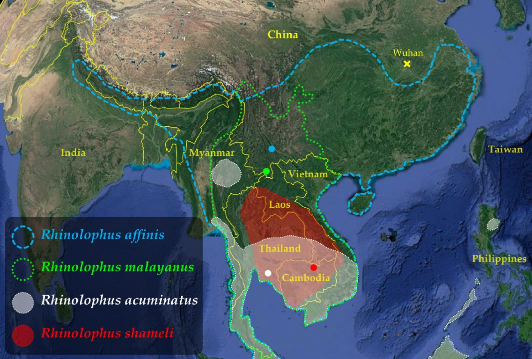 Inferring The Ecological Niche Of Bat Viruses Closely Related To Sars Cov 2 Using Phylogeographic Analyses Of Rhinolophus Species Scientific Reports