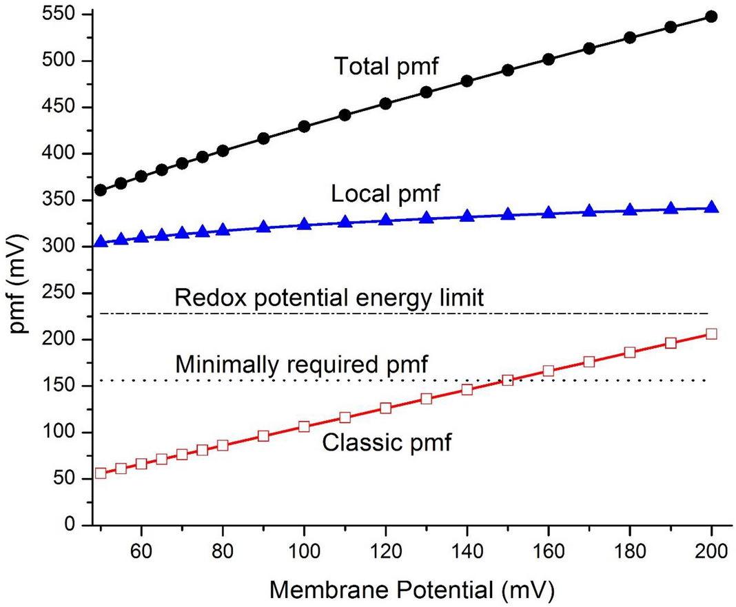 Mitochondrial energetics with transmembrane electrostatically localized  protons: do we have a thermotrophic feature? | Scientific Reports
