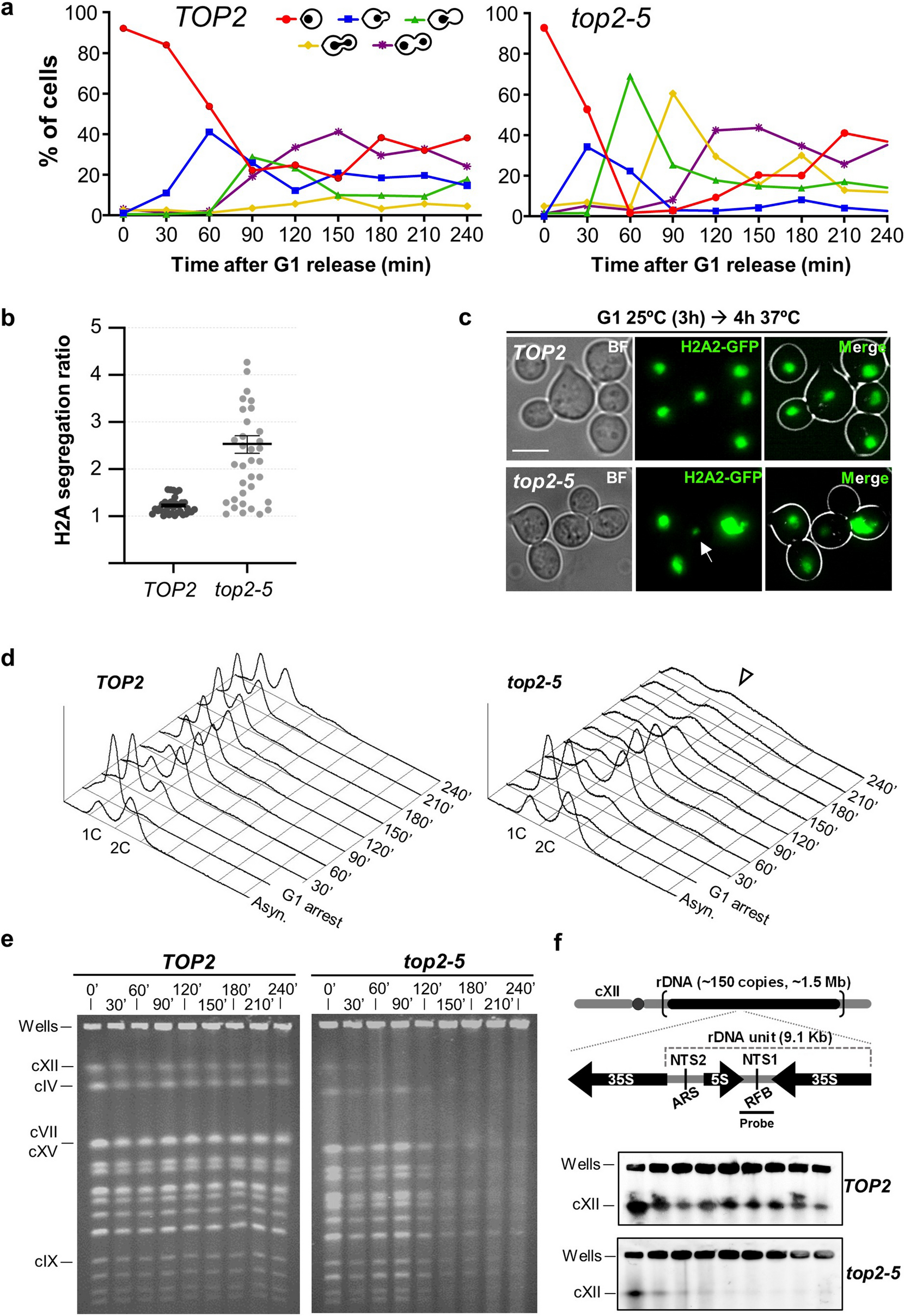 Topoisomerase Ii Deficiency Leads To A Postreplicative Structural Shift In All Saccharomyces Cerevisiae Chromosomes Scientific Reports