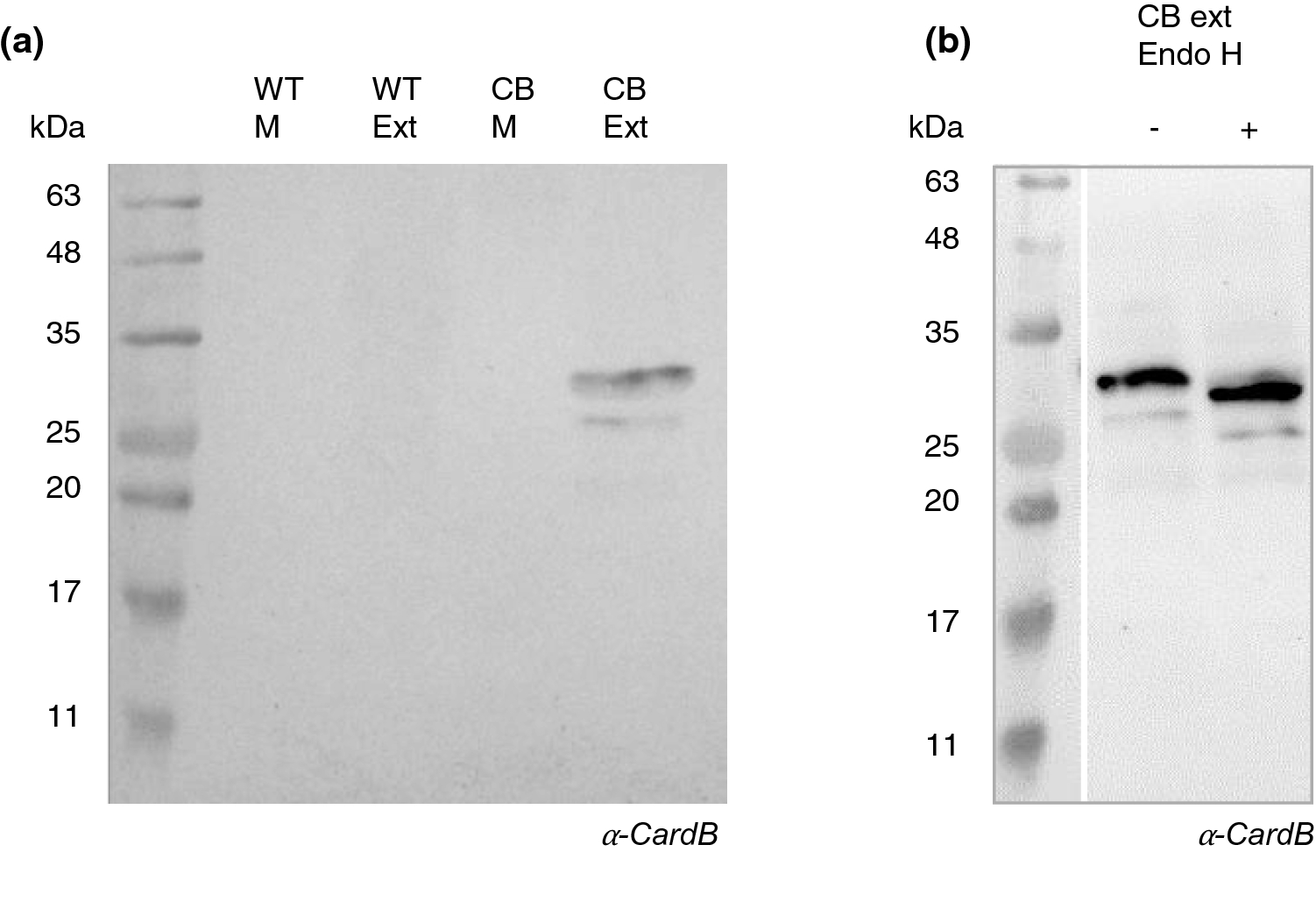 Tobacco BY2 cells expressing recombinant cardosin B as an alternative for  production of active milk clotting enzymes