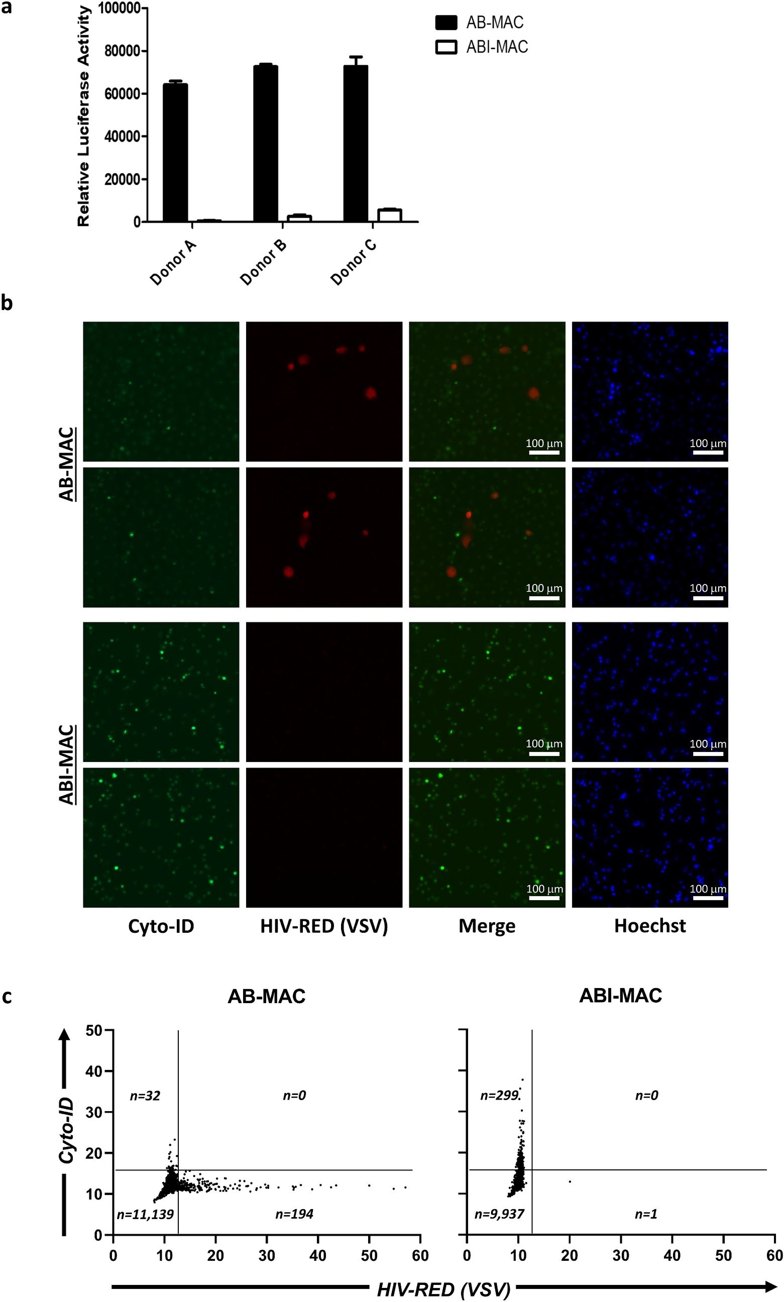Interleukin 27 Promotes Autophagy In Human Serum Induced Primary Macrophages Via An Mtor And Lc3 Independent Pathway Scientific Reports Interleukin 27 Promotes Autophagy In Human Serum Induced Primary Macrophages Via An Mtor And Lc3 Independent Pathway Scientific Reports