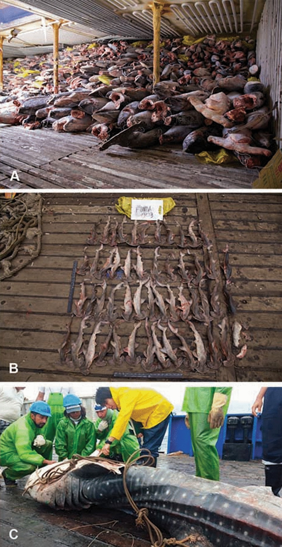 International﻿ fisheries threaten globally endangered sharks in the Eastern  Tropical Pacific Ocean: the case of the Fu Yuan Yu Leng 999 reefer vessel  seized within the Galápagos Marine Reserve | Scientific Reports
