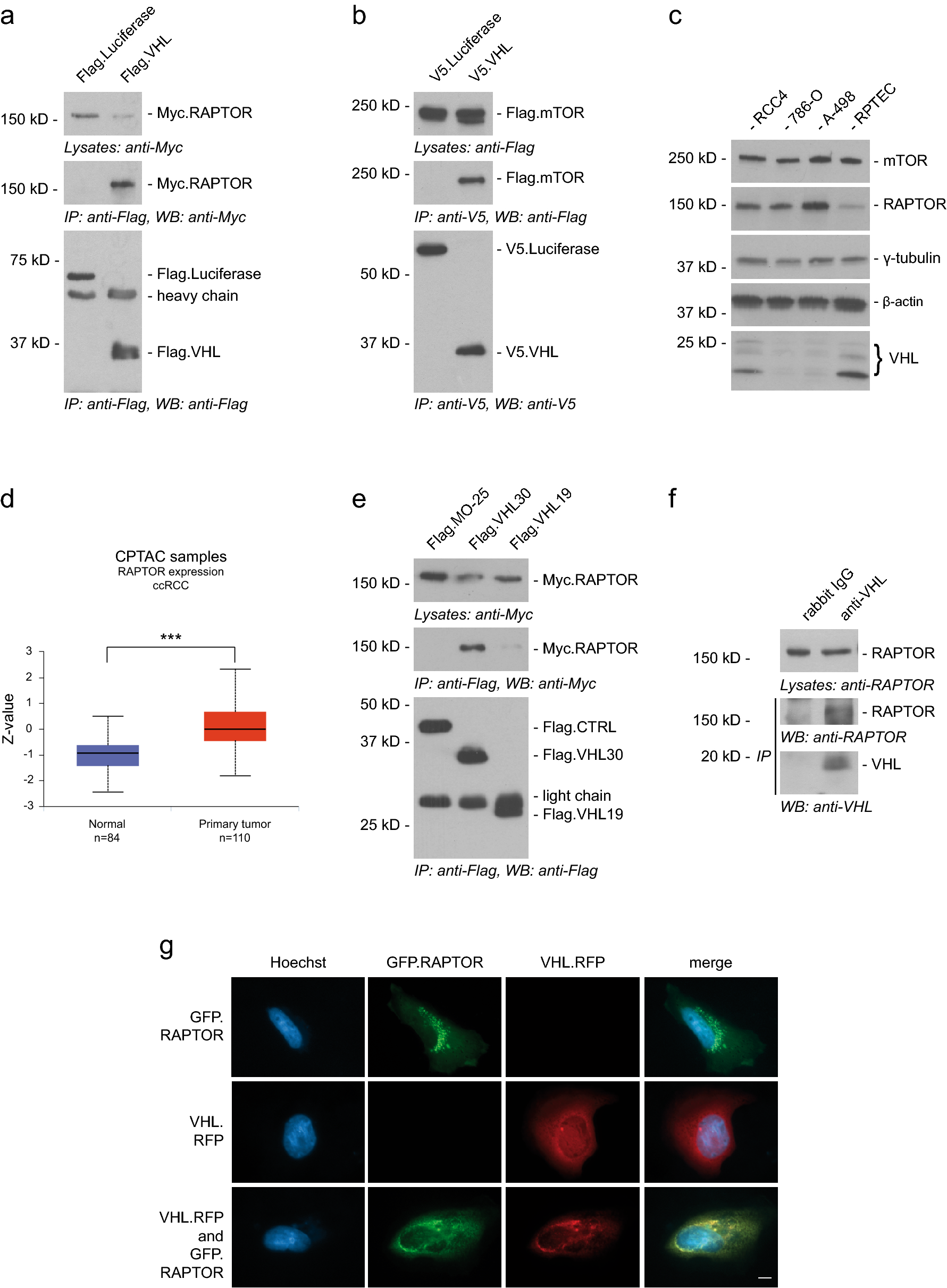 VHL suppresses RAPTOR and inhibits mTORC1 signaling in clear cell renal cell carcinoma Scientific Reports