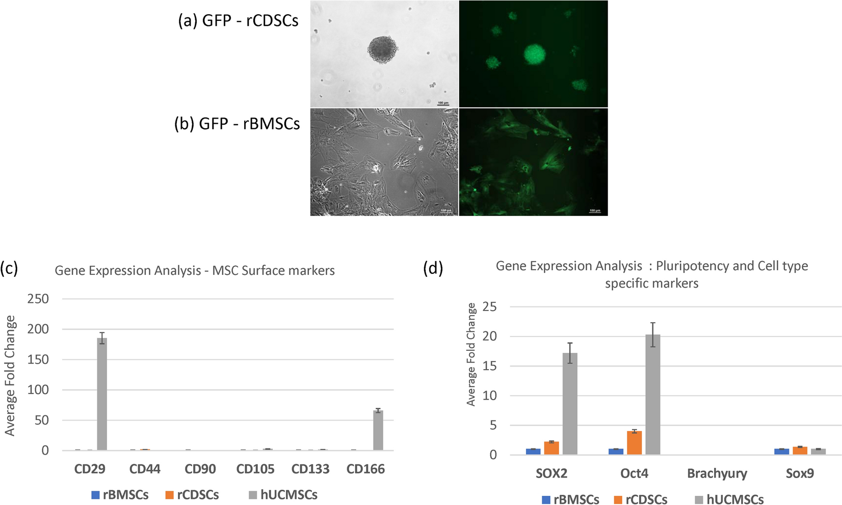 A comparative study of mesenchymal stem cell transplantation and NTG-101  molecular therapy to treat degenerative disc disease | Scientific Reports