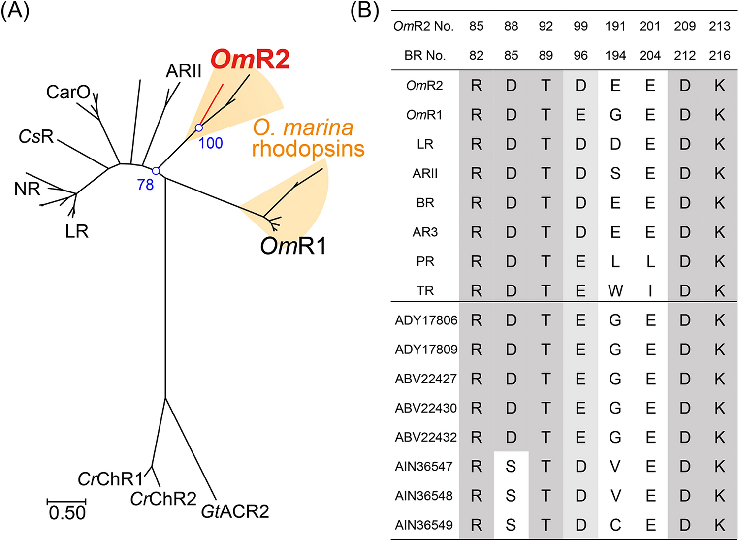 Sløset type af Functional expression of the eukaryotic proton pump rhodopsin OmR2 in  Escherichia coli and its photochemical characterization | Scientific Reports