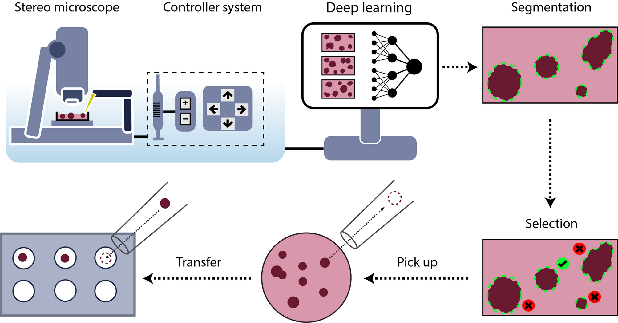 SpheroidPicker for automated 3D cell culture manipulation using deep  learning | Scientific Reports