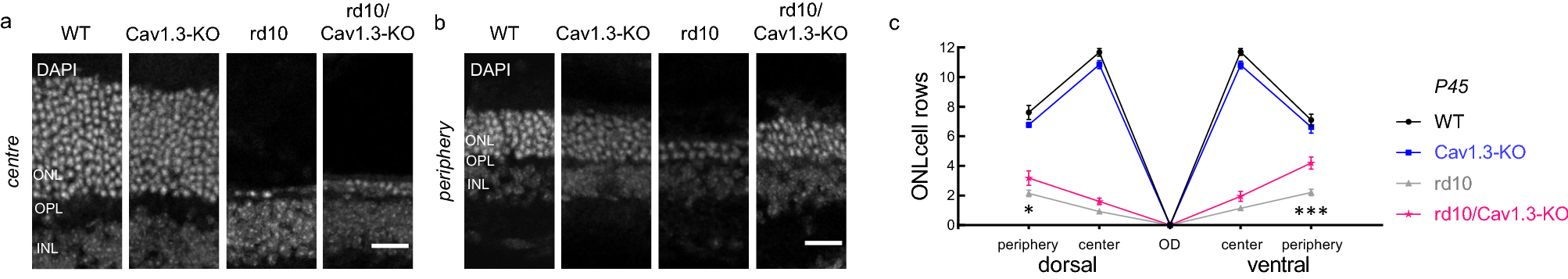 Knockout of CaV1.3 L-type calcium channels in a mouse model of retinitis  pigmentosa | Scientific Reports