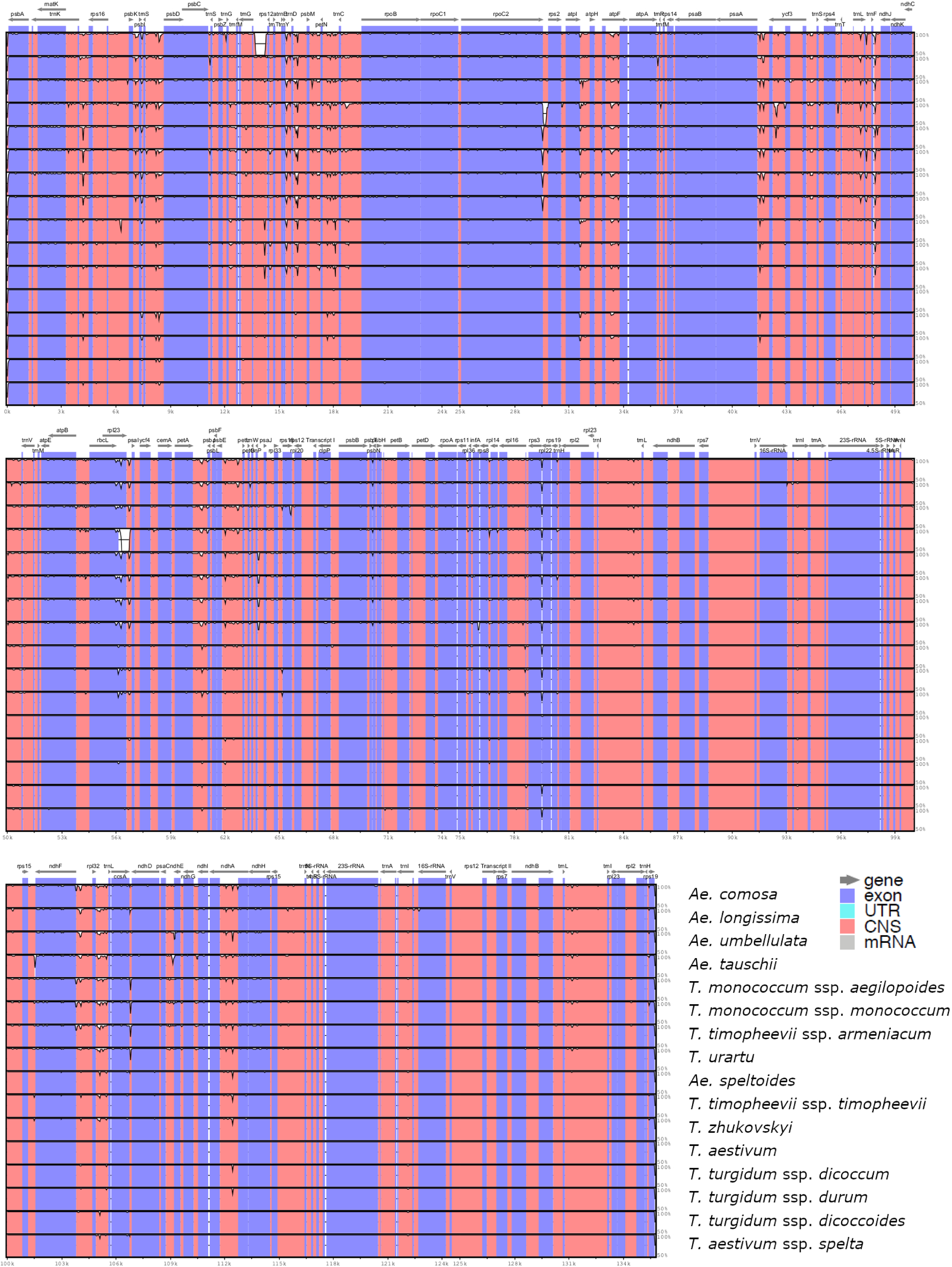 Characterizing Chloroplast Genomes And Inferring Maternal Divergence Of The Triticum Aegilops Plex Scientific Reports