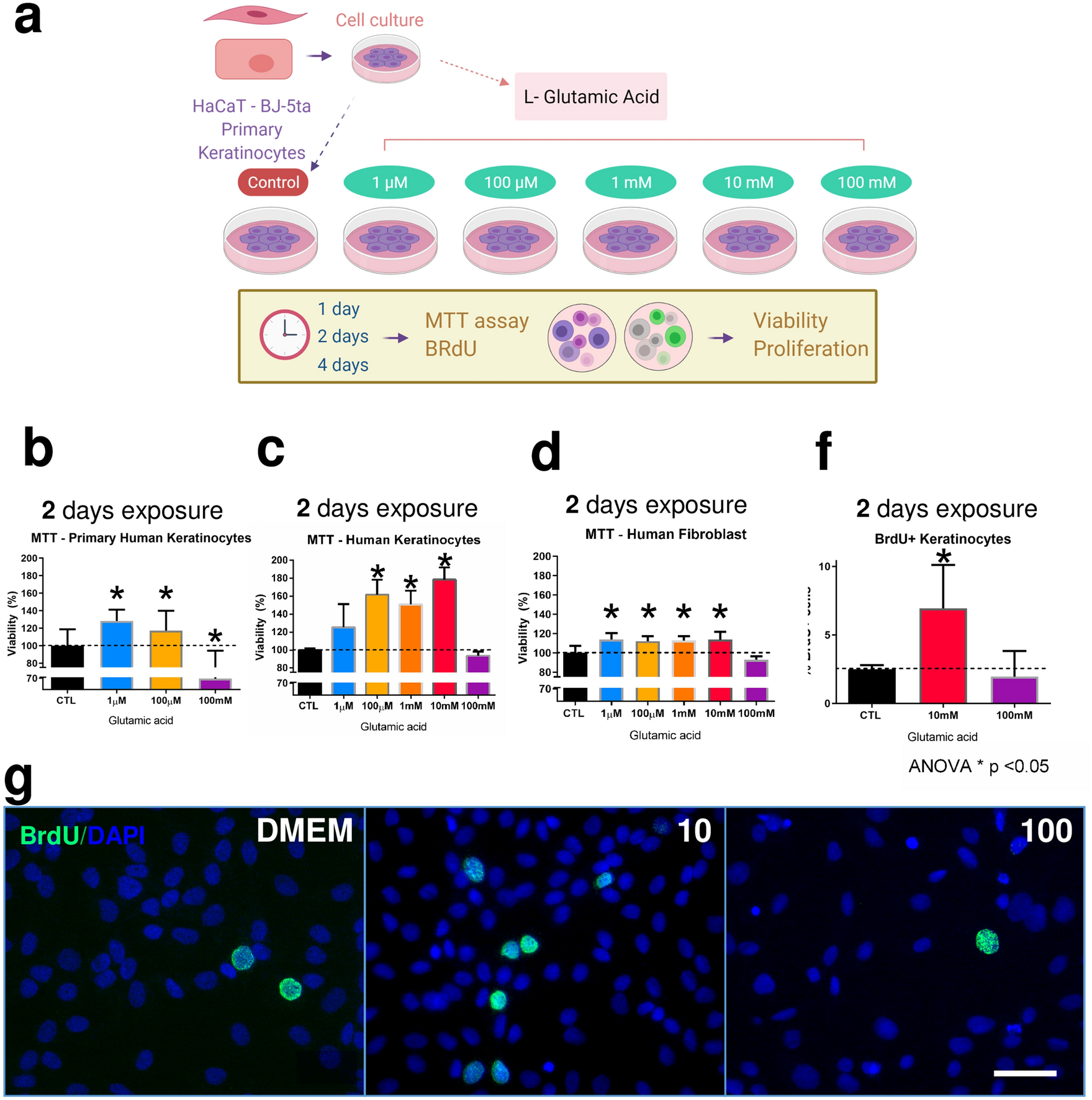 Glutamic acid promotes hair growth in mice | Scientific Reports