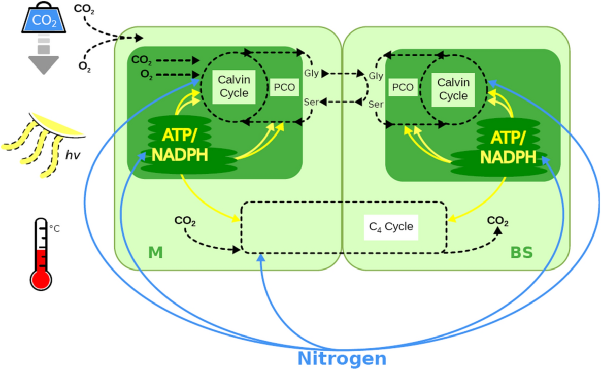 Modeling Photosynthetic Resource Allocation Connects Physiology With Evolutionary Environments Scientific Reports