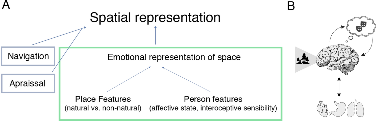 Emotional representations of space vary as a function of peoples' affect  and interoceptive sensibility | Scientific Reports
