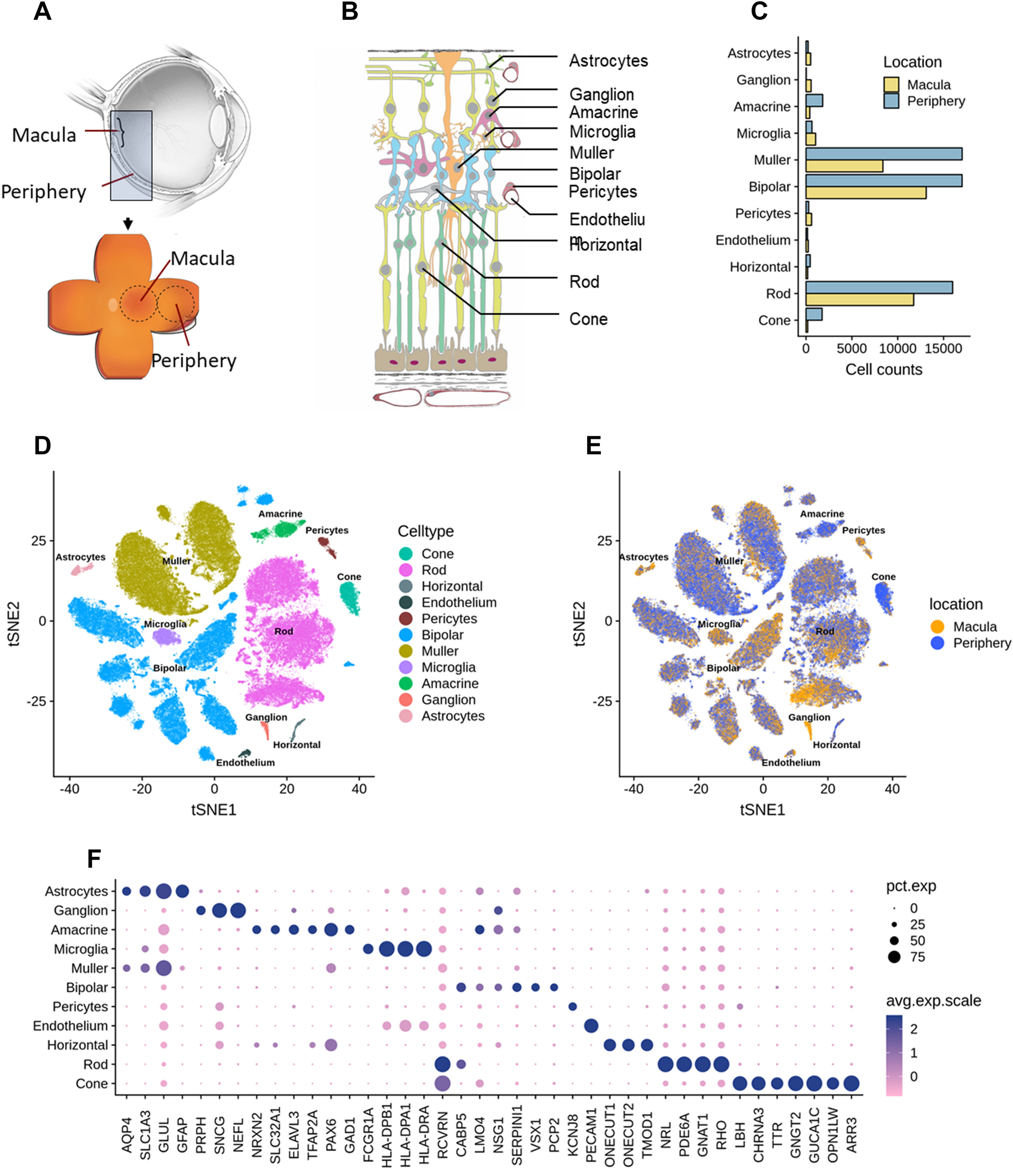 PDF) Integrating Retinal Variables into Graph Visualizing