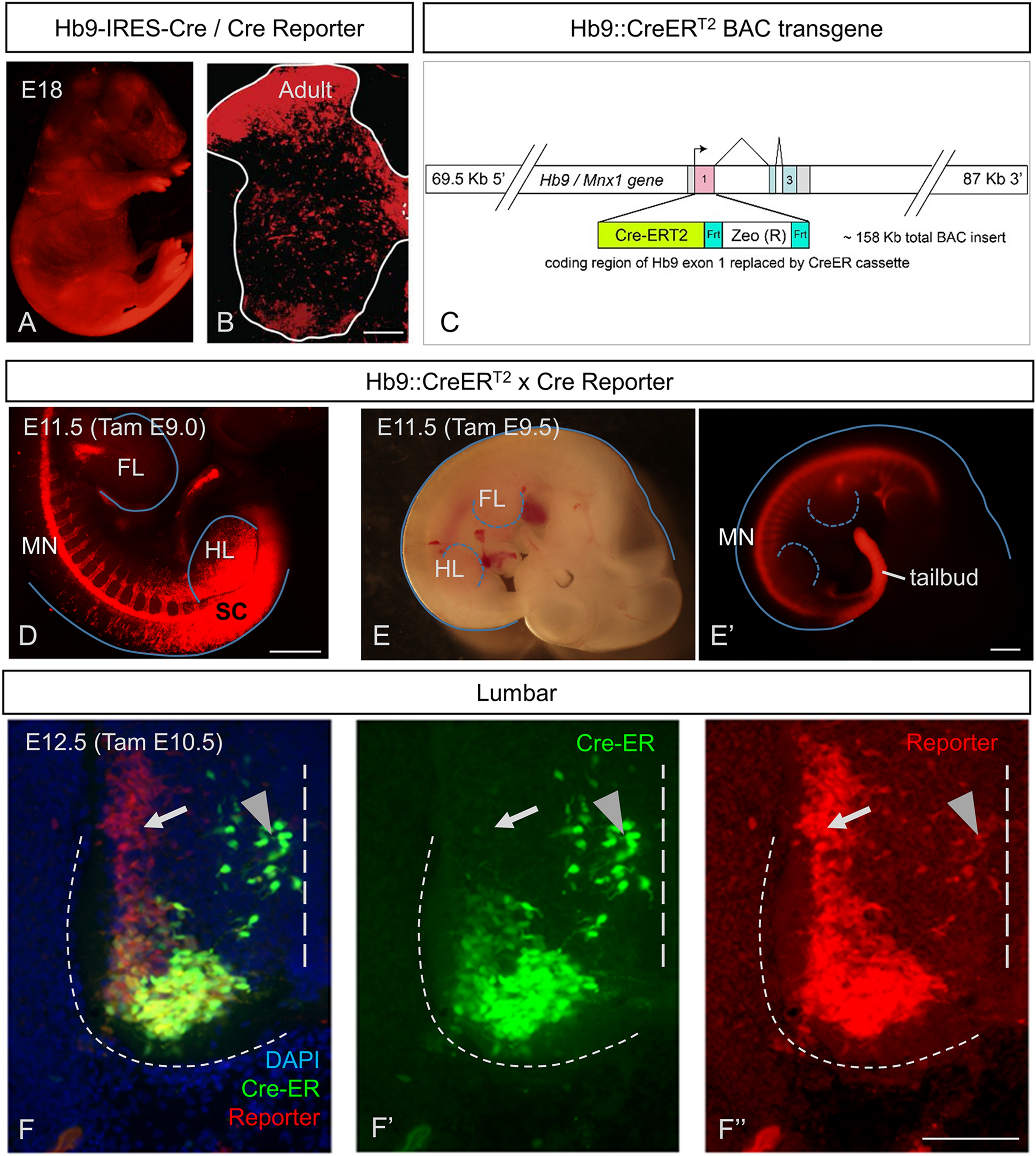 Elimination Of Glutamatergic Transmission From Hb9 Interneurons Does Not  Impact Treadmill Locomotion | Scientific Reports Elimination Of Glutamatergic Transmission From Hb9 Interneurons Does Not  Impact Treadmill Locomotion | Scientific Reports
