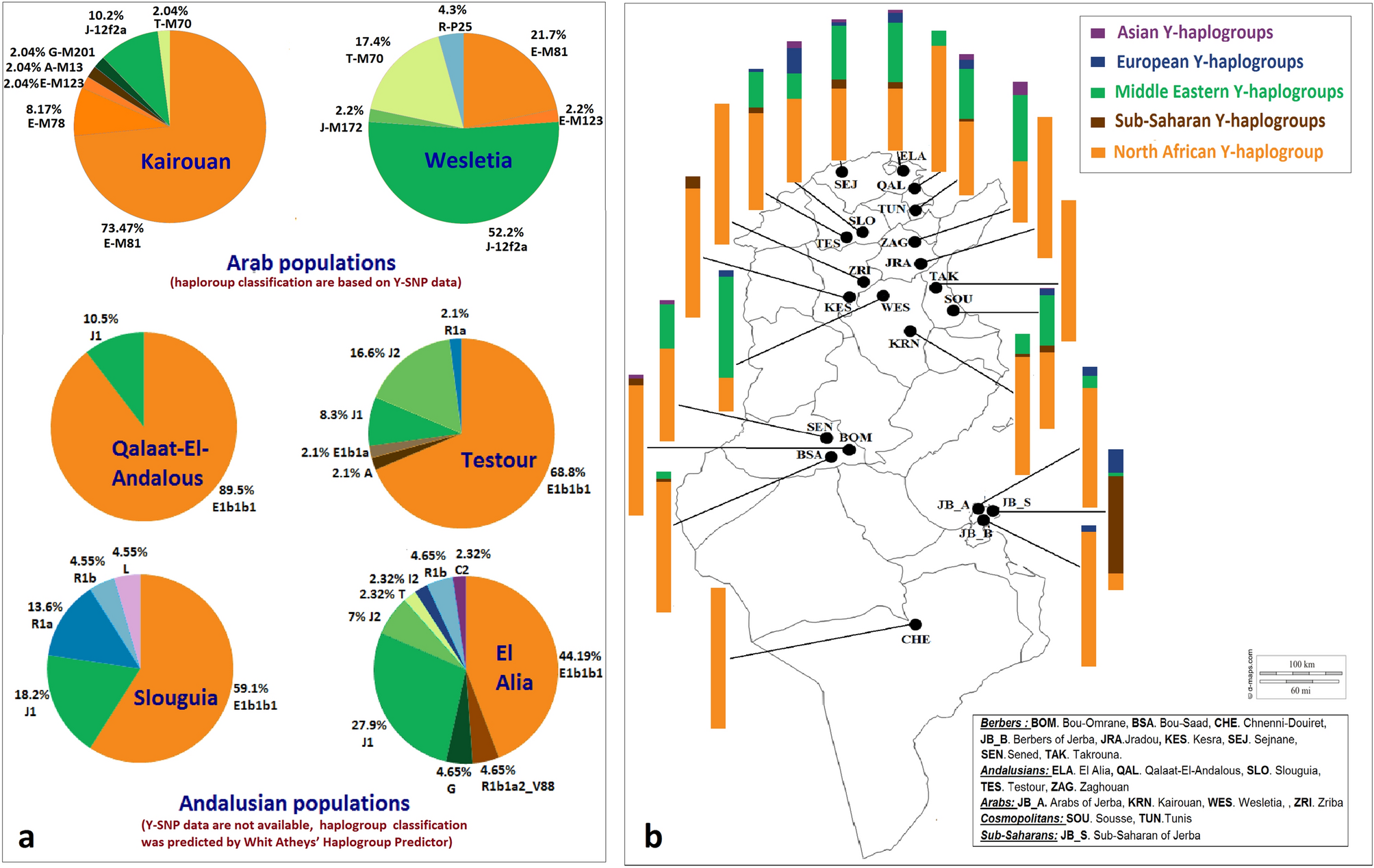 Insights into the Middle Eastern paternal genetic pool in Tunisia high prevalence of T-M70 haplogroup in an Arab population Scientific Reports