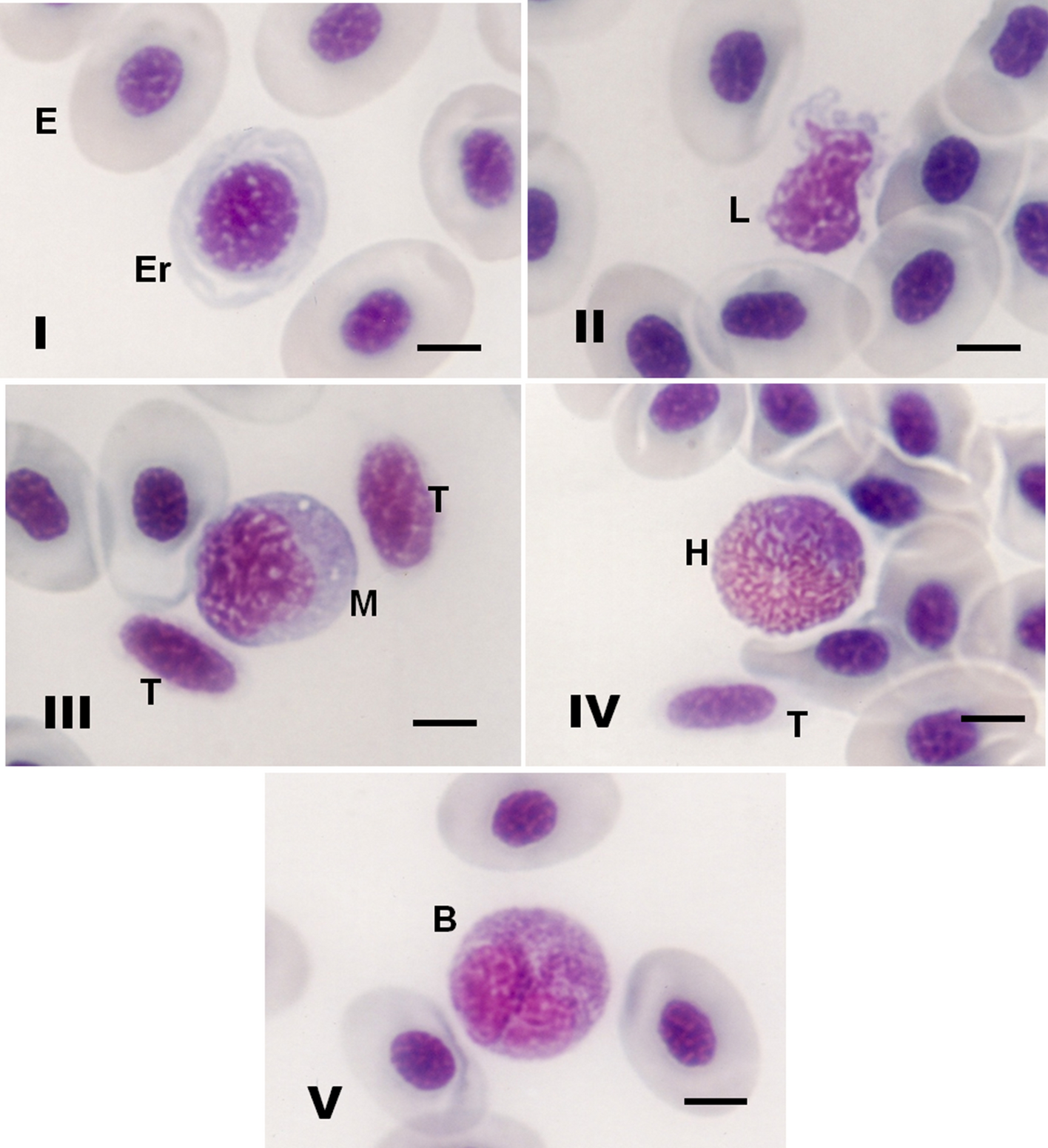 Morphological, cytochemical and ultrastructural aspects of blood cells in  freshwater stingray species in the middle Rio Negro basin of Amazonian  Brazil | Scientific Reports