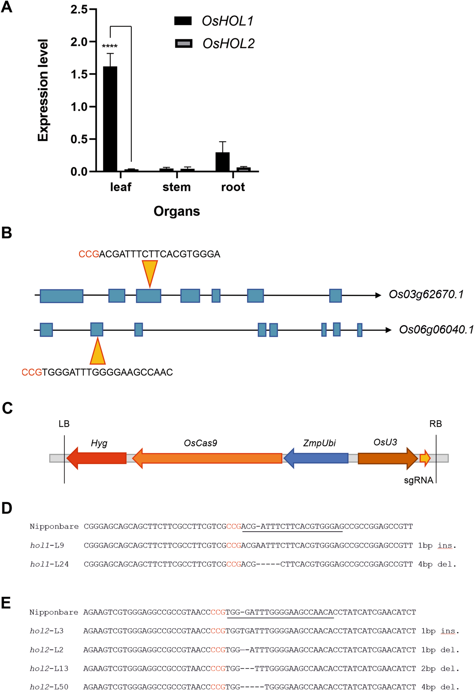 Targeted knockout of the gene OsHOL1 removes methyl iodide 