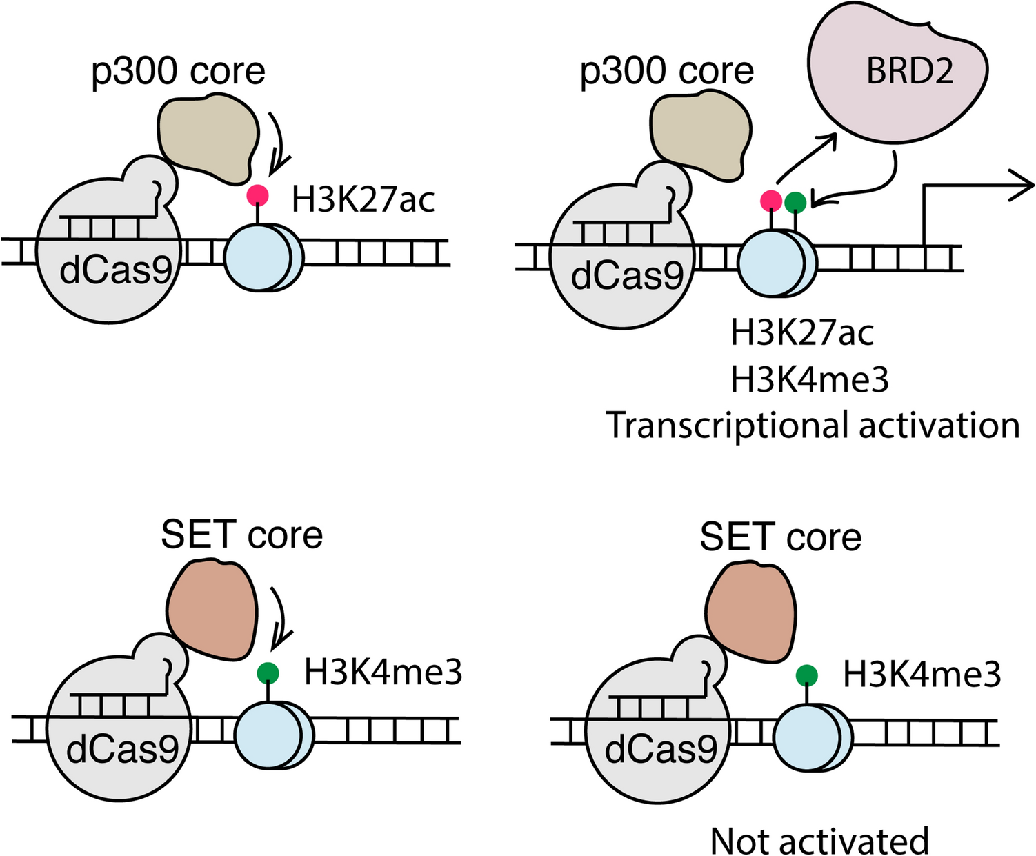 Investigating Crosstalk Between H3k27 Acetylation And H3k4 Trimethylation In Crispr Dcas Based Epigenome Editing And Gene Activation Scientific Reports