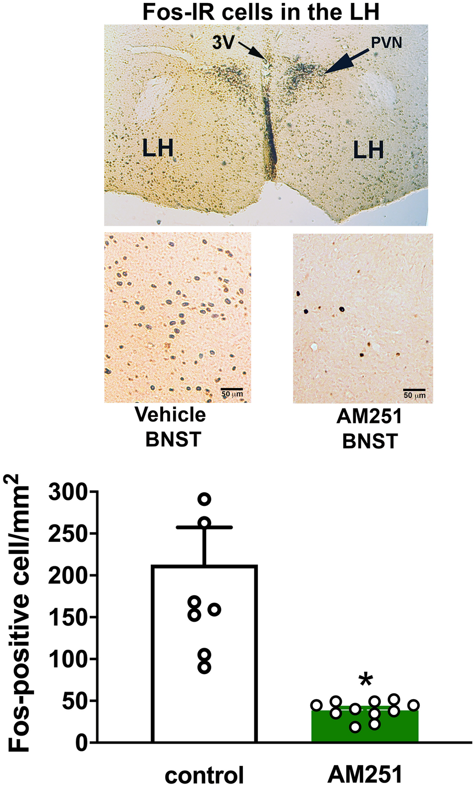 Lateral Hypothalamus Involvement In Control Of Stress Response By Bed Nucleus Of The Stria Terminalis Endocannabinoid Neurotransmission In Male Rats Scientific Reports