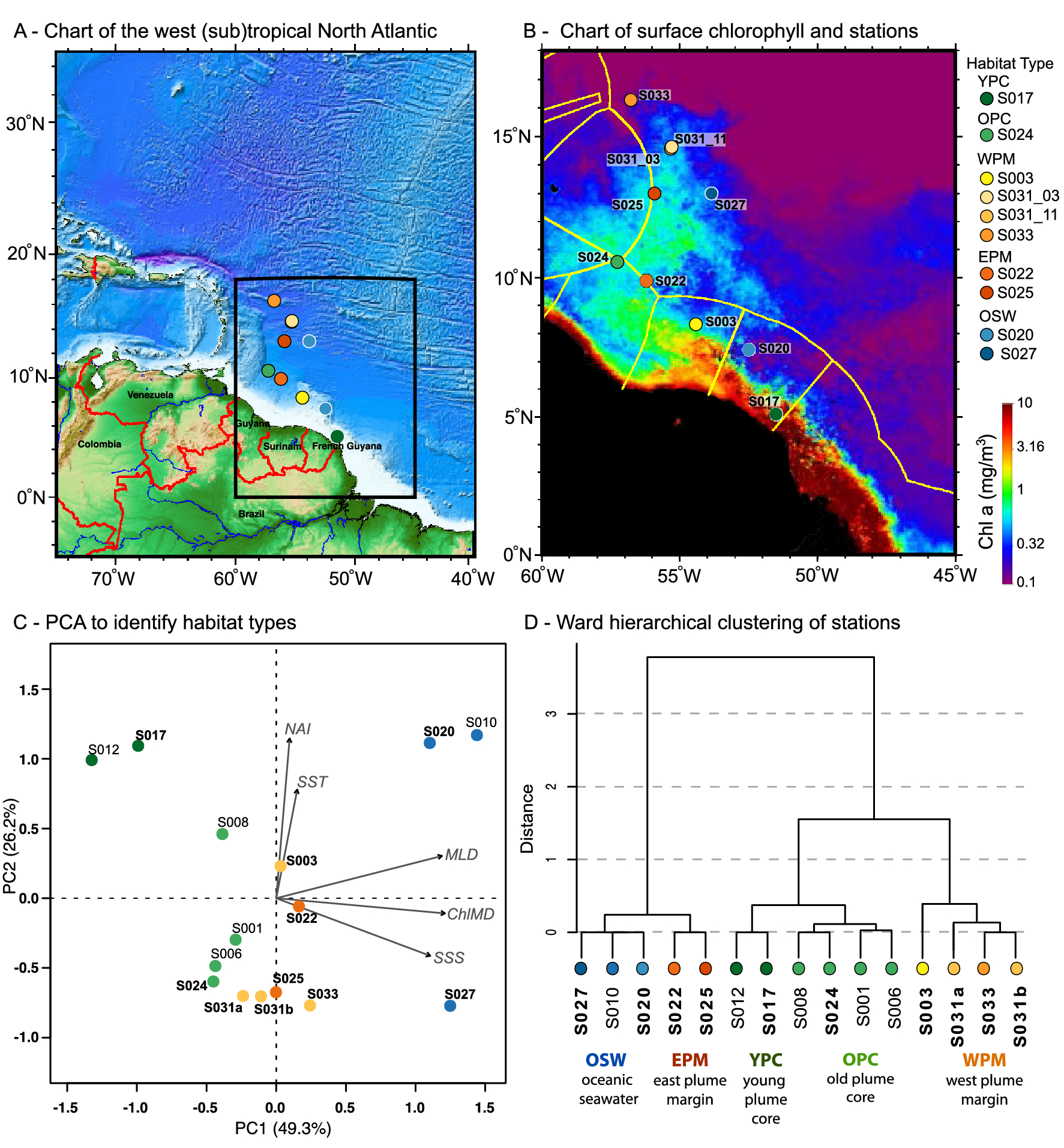 Small pigmented eukaryote assemblages of the western tropical North  Atlantic around the Amazon River plume during spring discharge | Scientific  Reports