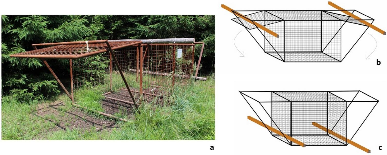Observation of rescue behaviour in wild boar (Sus scrofa) | Scientific  Reports