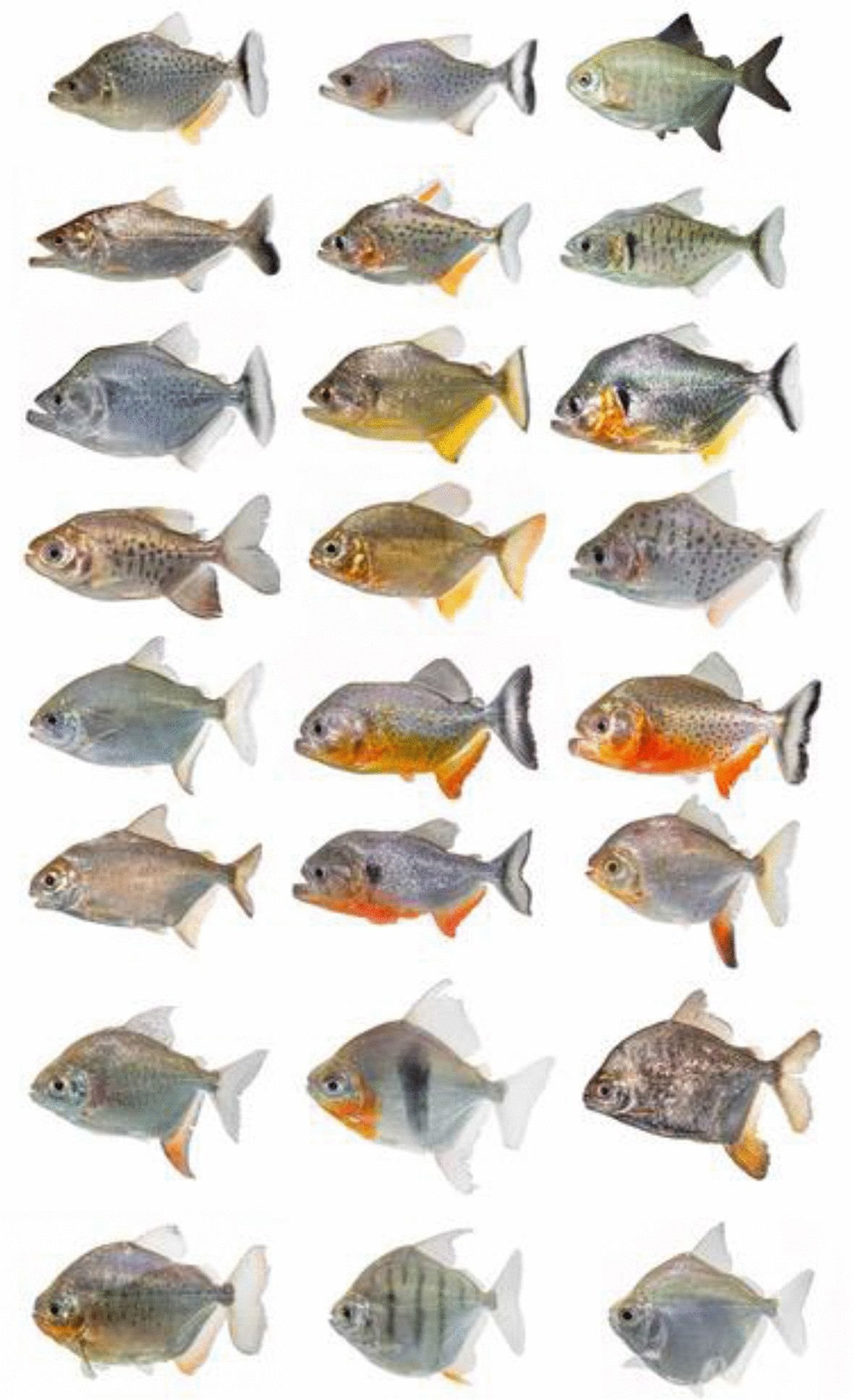 Hyperspectral Data As A Biodiversity Screening Tool Can Differentiate Among Diverse Neotropical Fishes Scientific Reports