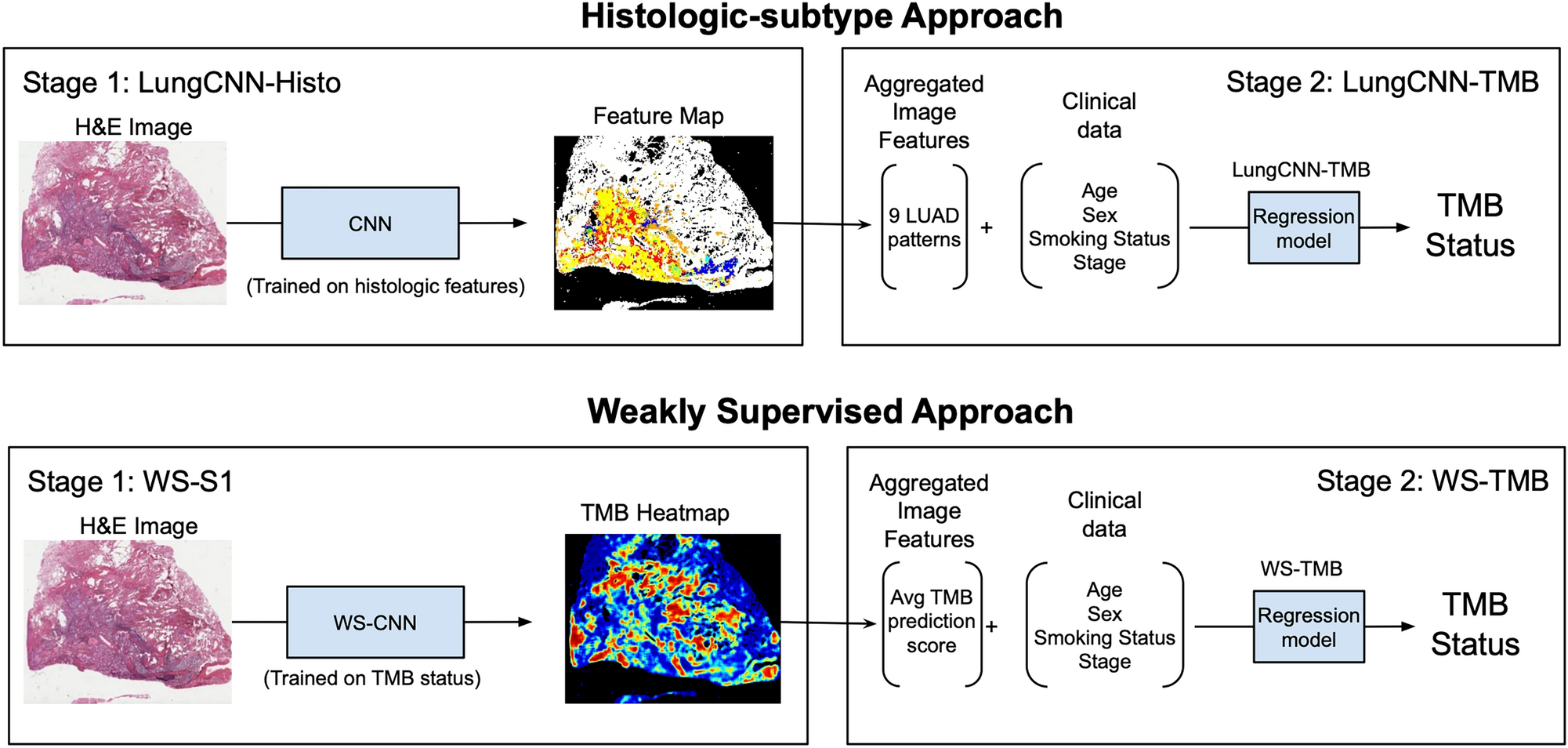 Parative Analysis Of Machine Learning Approaches To Classify Tumor Mutation Burden In Lung Adenocarcinoma Using Histopathology Images Scientific Reports