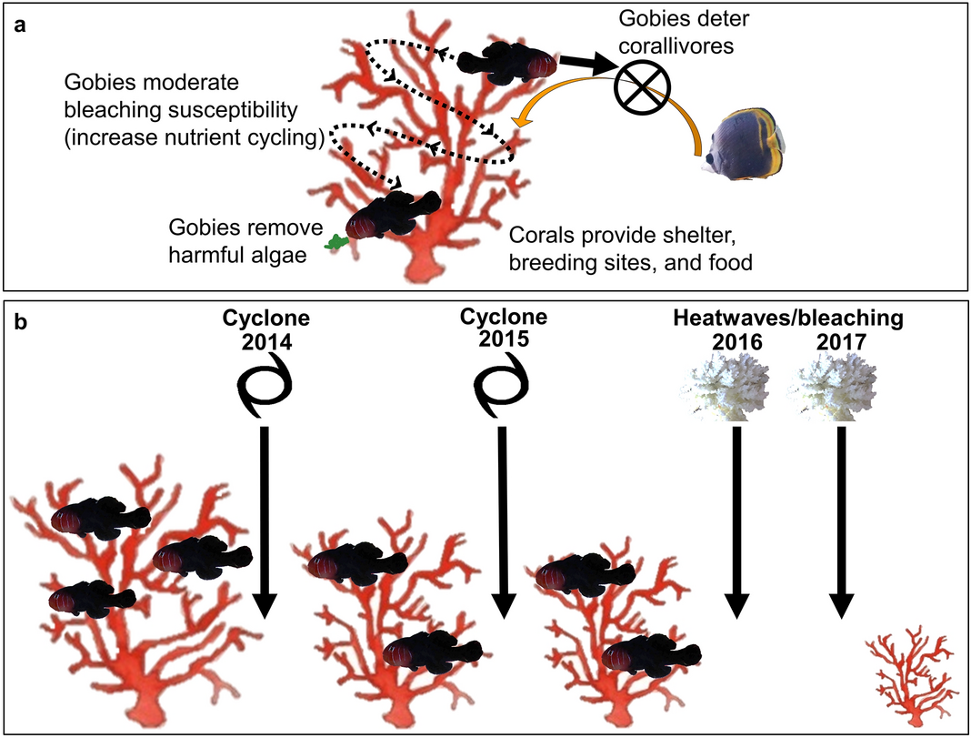 Uneven declines between corals and cryptobenthic fish symbionts from  multiple disturbances | Scientific Reports