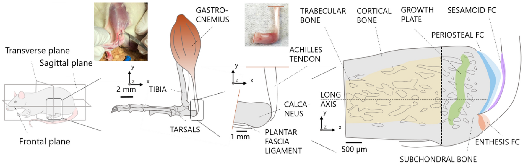 Local Anisotropy In Mineralized Fibrocartilage And Subchondral Bone Beneath The Tendon Bone Interface Scientific Reports