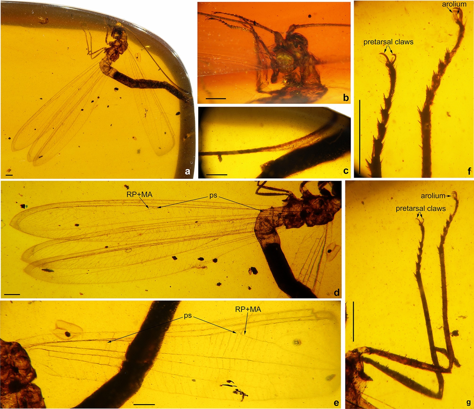 New Cretaceous antlion-like lacewings promote a phylogenetic reappraisal of  the extinct myrmeleontoid family Babinskaiidae | Scientific Reports