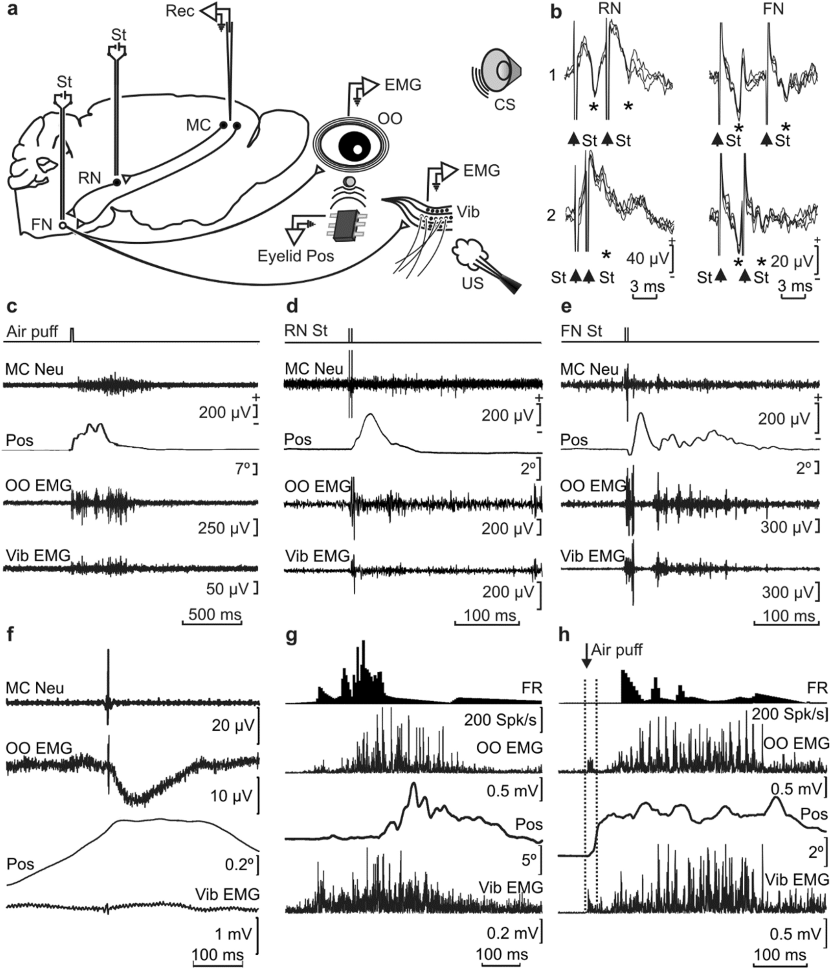 Role Of The Motor Cortex In The Generation Of Classically Conditioned Eyelid And Vibrissae Responses Scientific Reports Role Of The Motor Cortex In The Generation Of Classically Conditioned Eyelid And Vibrissae Responses Scientific Reports