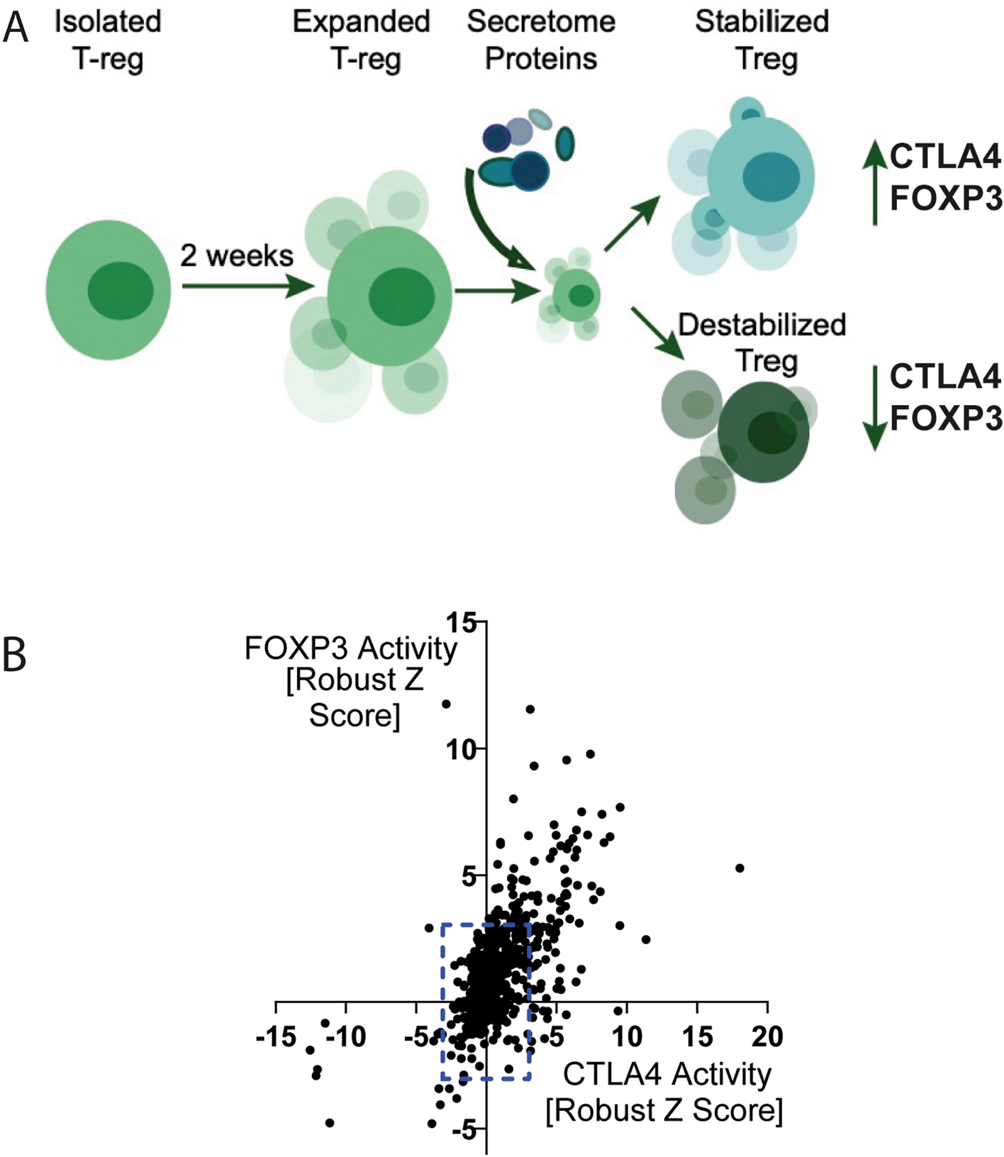 Secretome screening reveals immunomodulating functions of IFNα-7, PAP and  GDF-7 on regulatory T-cells | Scientific Reports