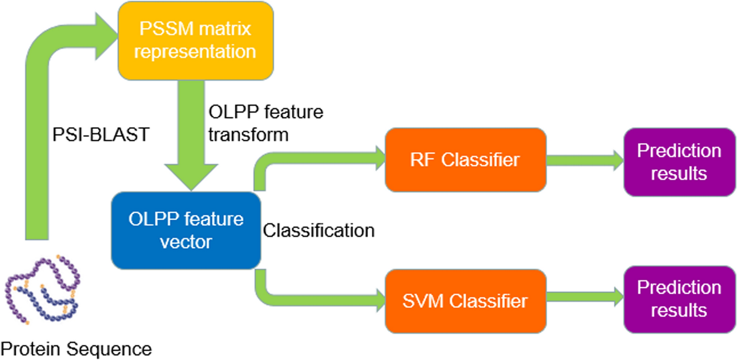 Robust and accurate prediction of protein–protein interactions by 