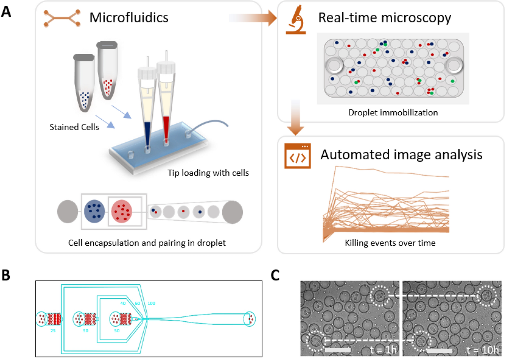 Characterization and immune regulation role of an immobilization