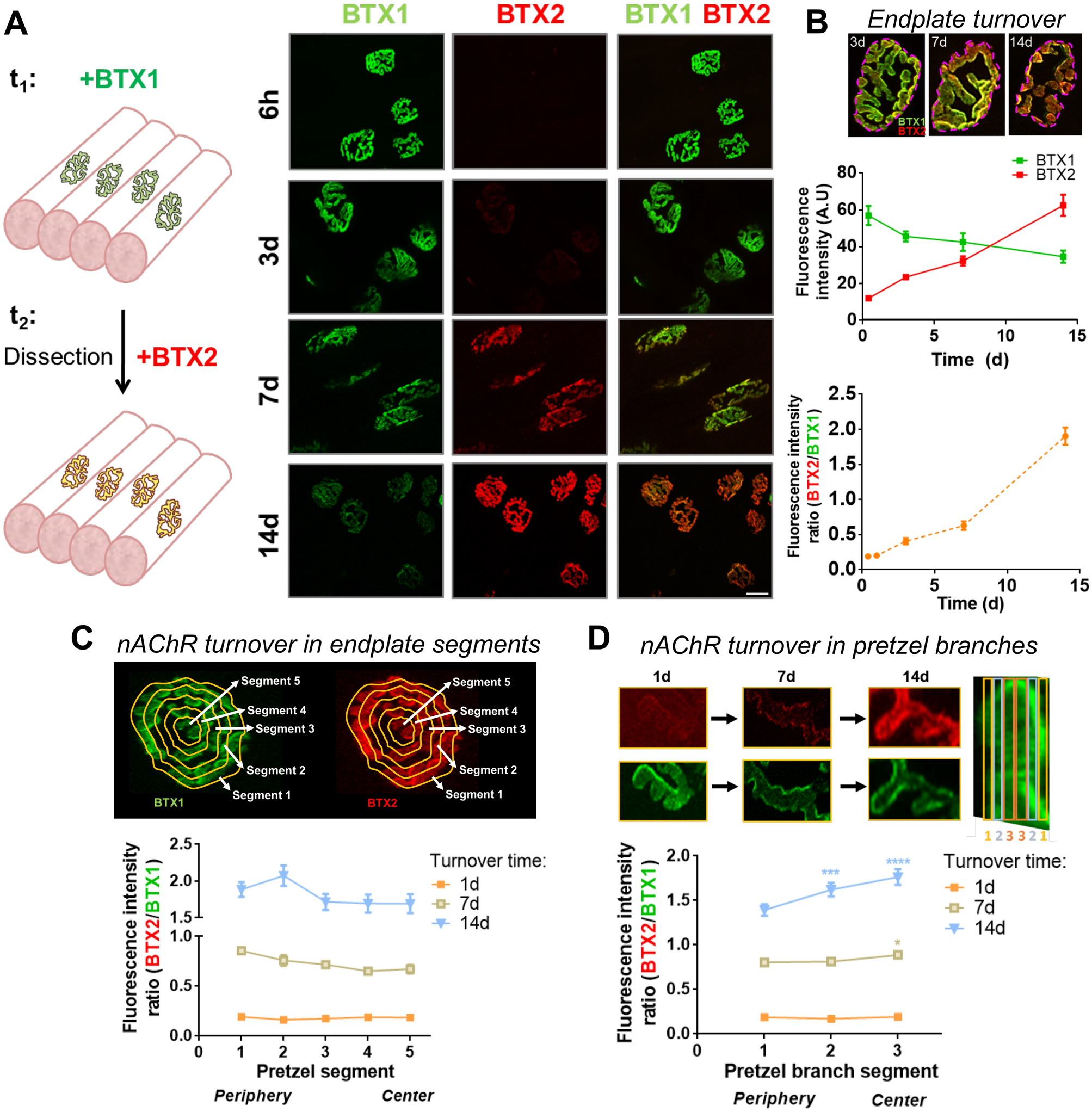 Location and distribution of inhibitory synapses differentially affect