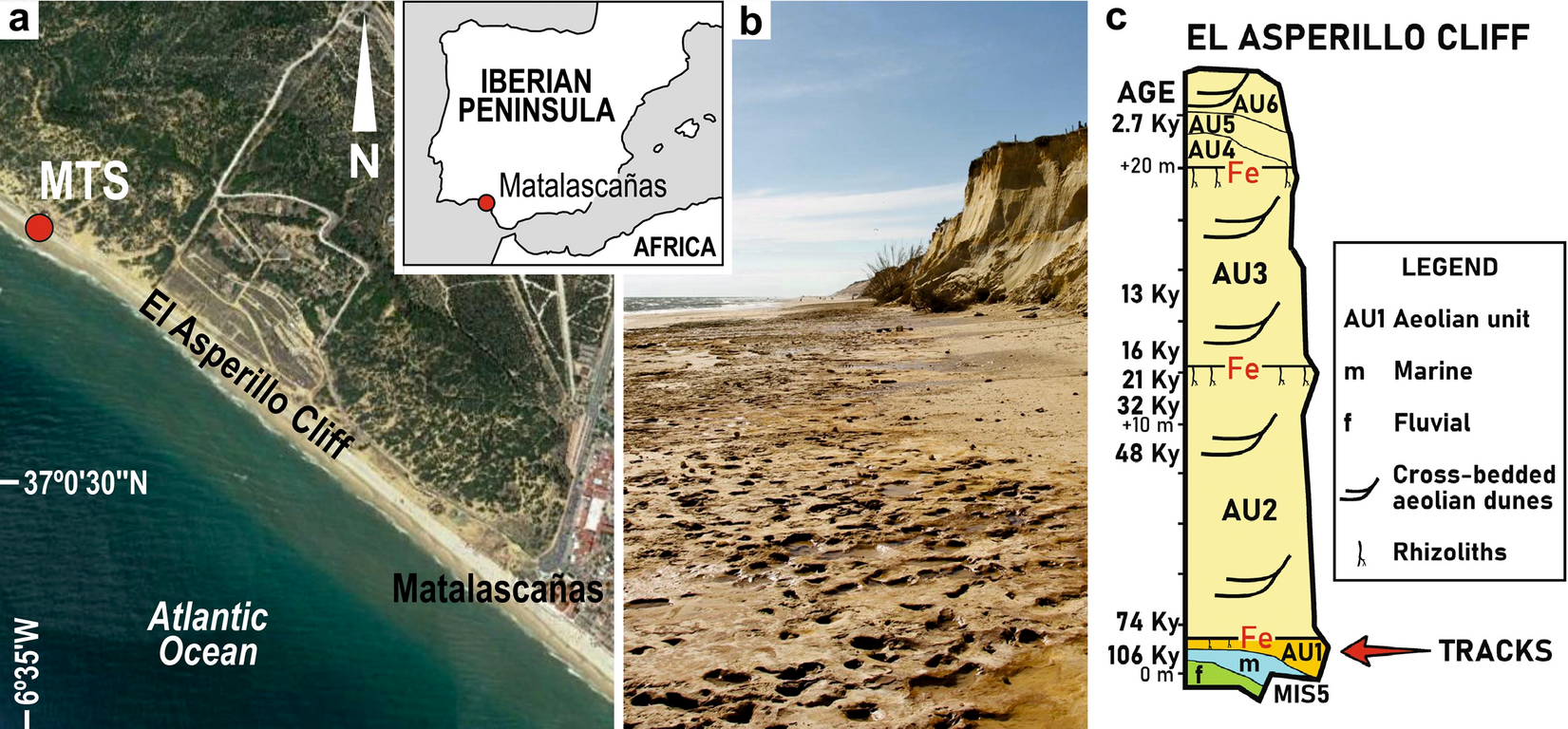 First Tracks Of Newborn Straight Tusked Elephants Palaeoloxodon Antiquus Scientific Reports