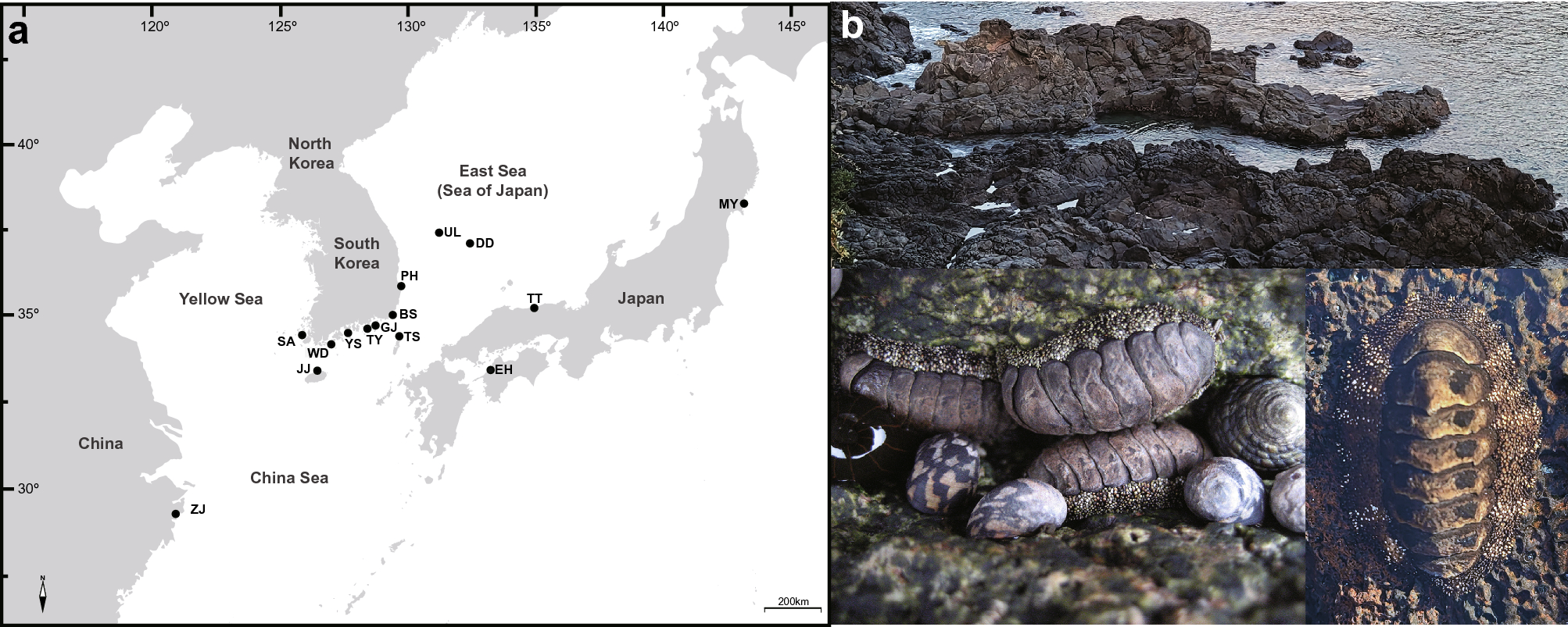 Liolophura species discrimination with geographical distribution patterns  and their divergence and expansion history on the northwestern Pacific  coast | Scientific Reports