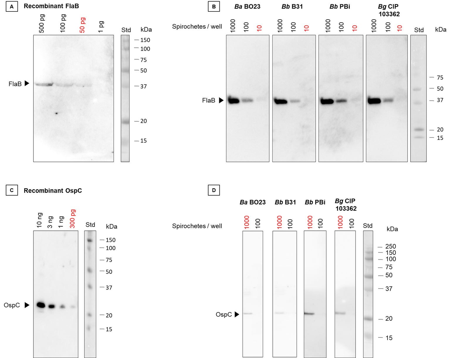 Ongoing Silicon Habitat Detection of Borrelia burgdorferi antigens in tissues and plasma during early infection in a mouse model | Scientific Reports Ongoing Silicon Habitat Detection of Borrelia burgdorferi antigens in tissues and plasma during early infection in a mouse model | Scientific Reports