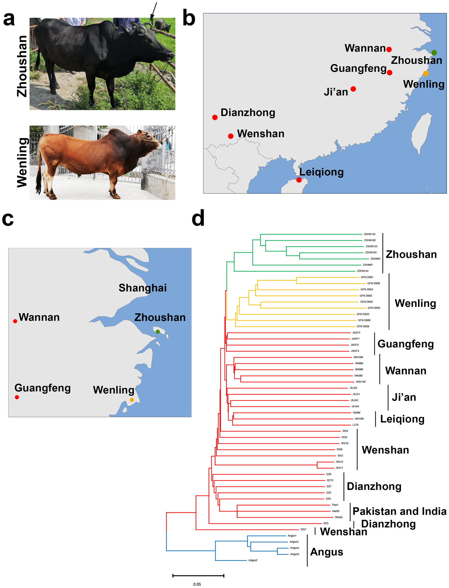 Whole-genome sequencing of endangered Zhoushan cattle suggests its origin  and the association of MC1R with black coat colour | Scientific Reports