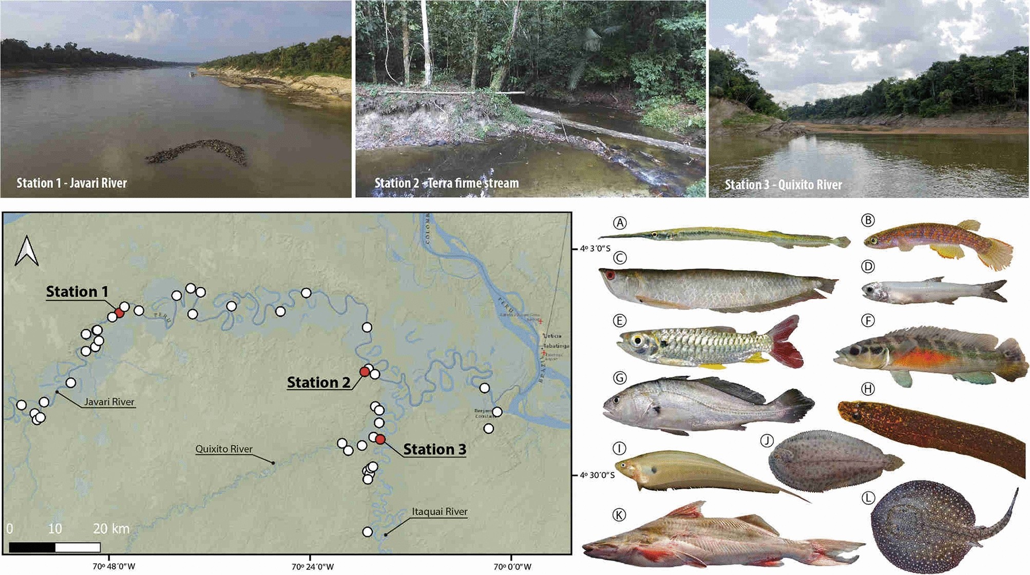 The critical role of natural history museums in advancing eDNA for  biodiversity studies: a case study with Amazonian fishes | Scientific  Reports