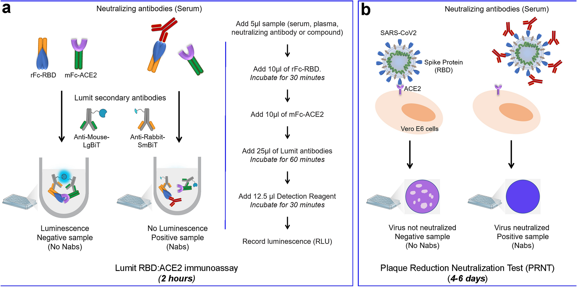 SARS-CoV-2 variants from mink evade inhibition by antibodies