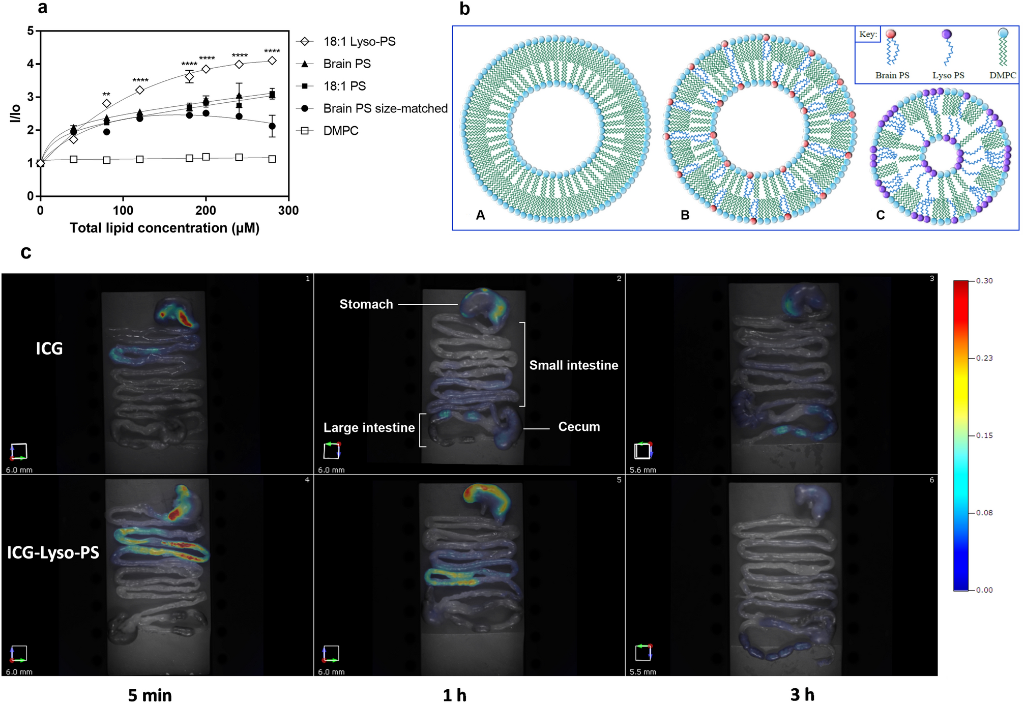 Rationally Designed Self-Assembling Nanovaccines Elicit Robust