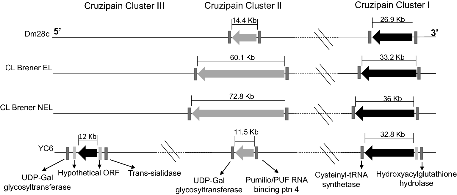 Frontiers  Trypanosoma cruzi Genomic Variability: Array